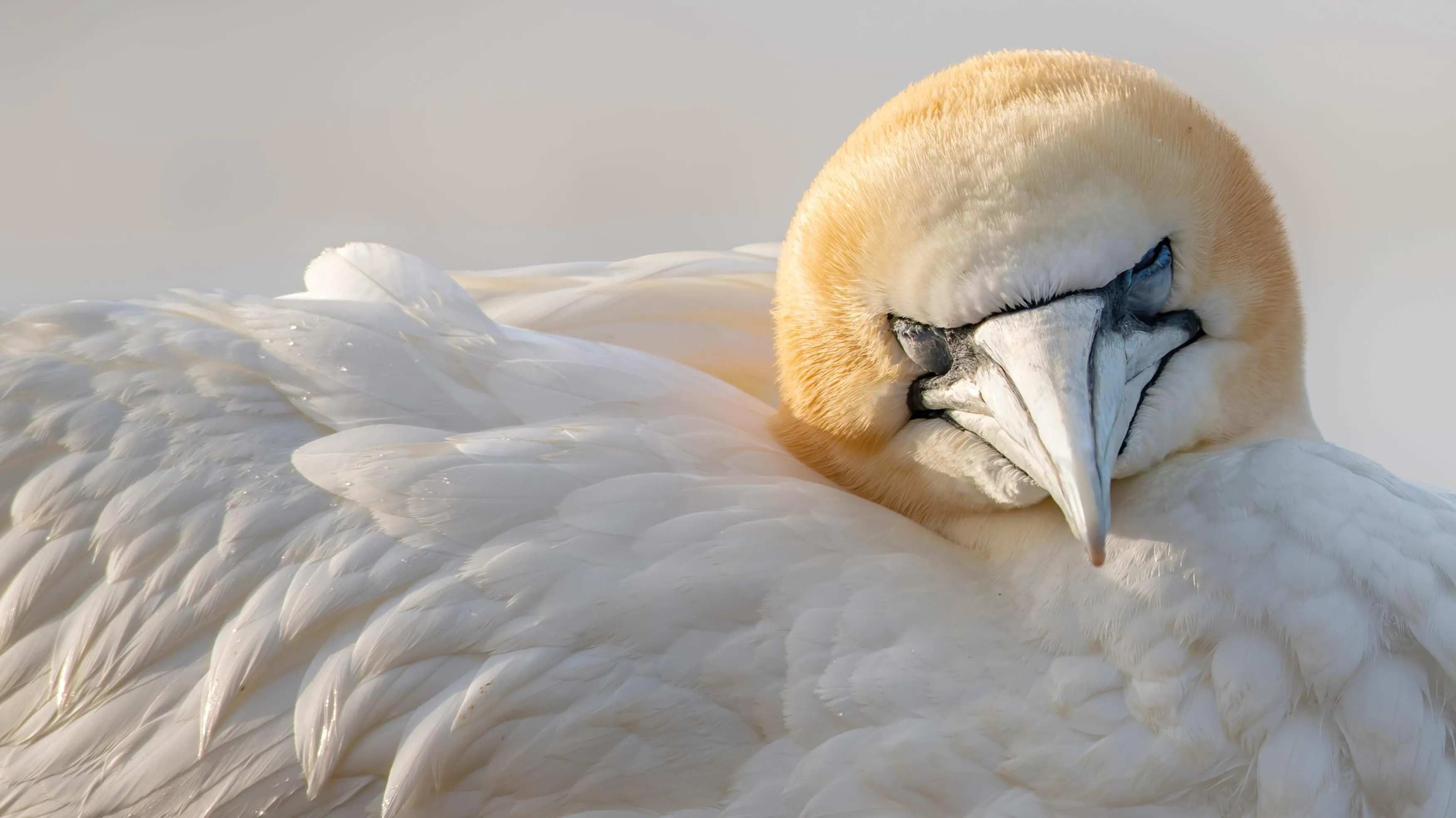 A Gannet, laying down with its eyes closed.