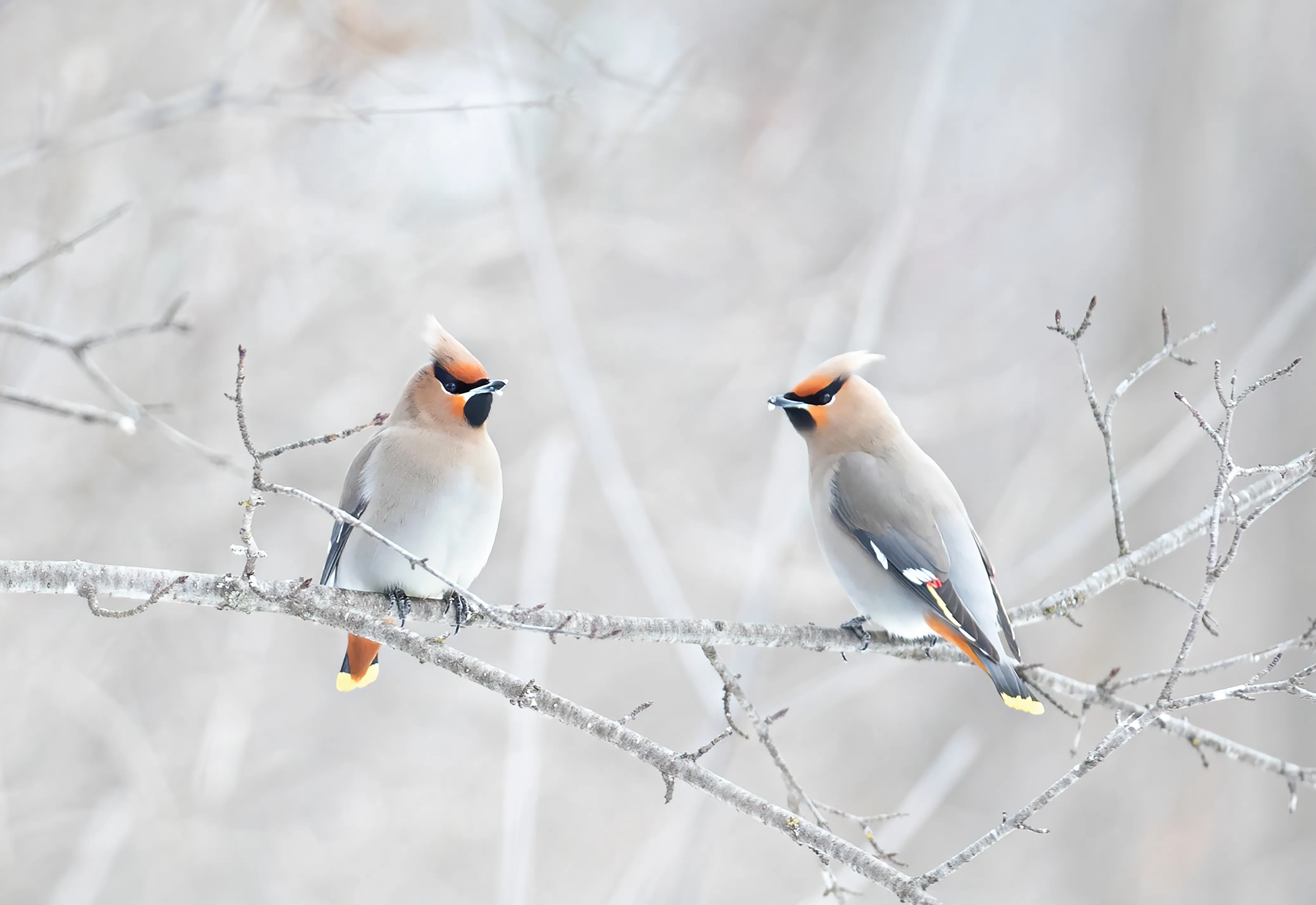 A pair of Waxwings perched on a snow frosted branch.