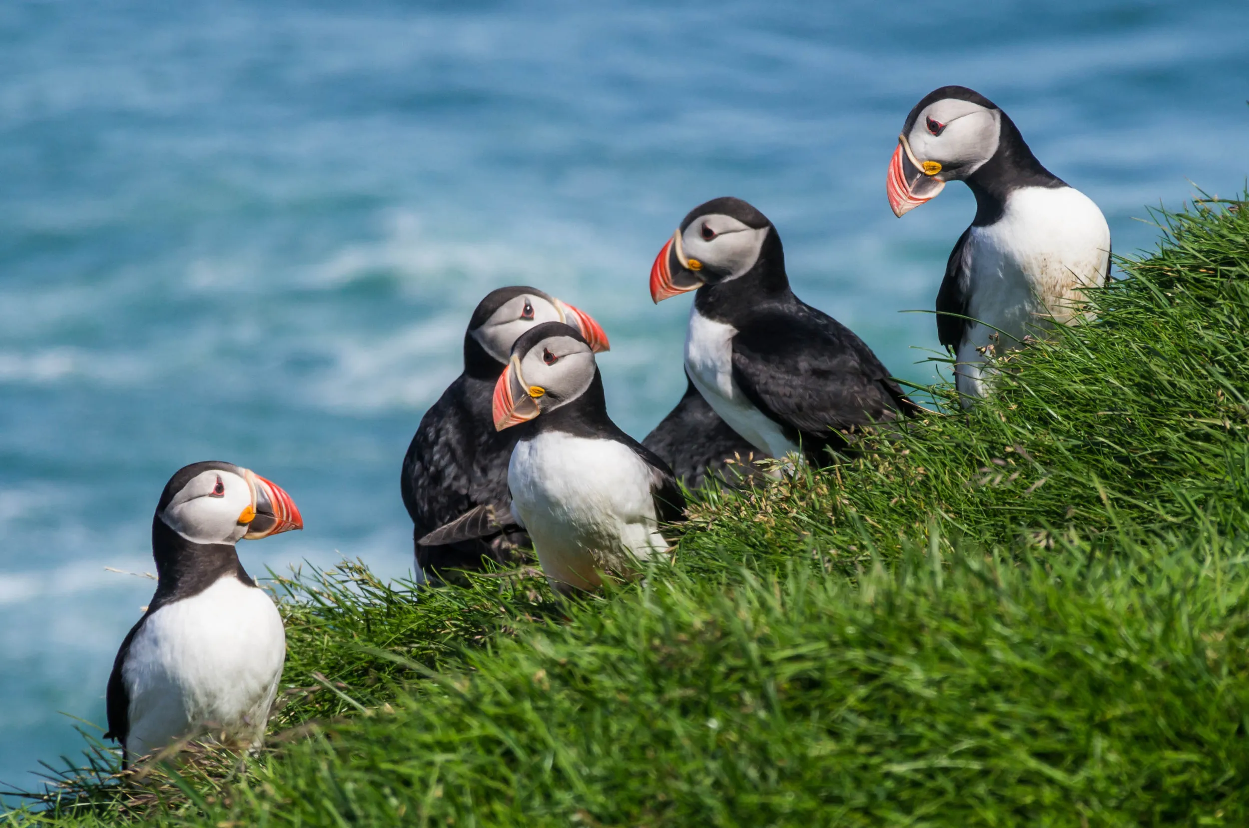 Group of 5 puffins stood on the grassy edge of a cliff, with the ocean in the background.