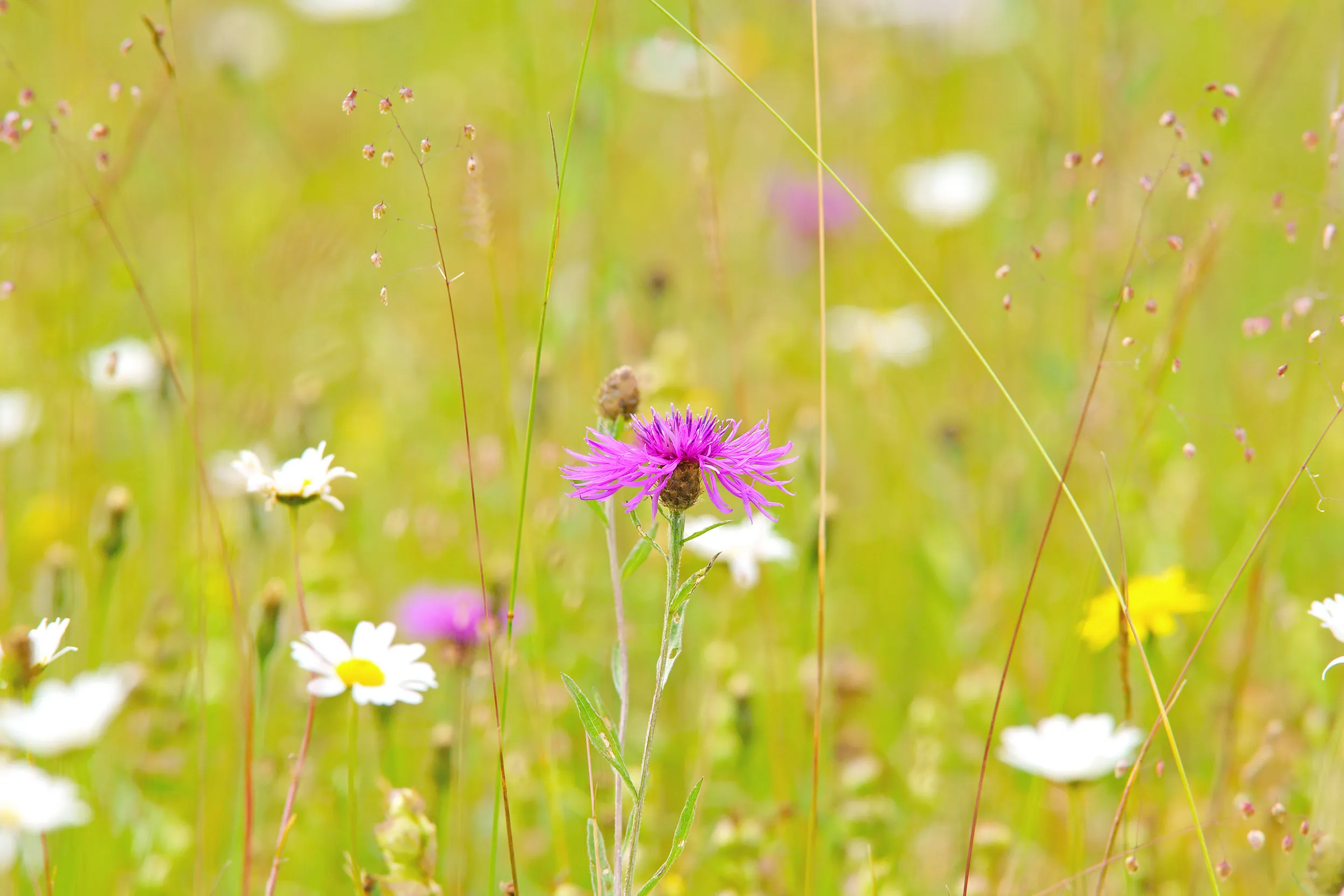 A close up of a wildflower meadow displaying an assortment of wildflowers.