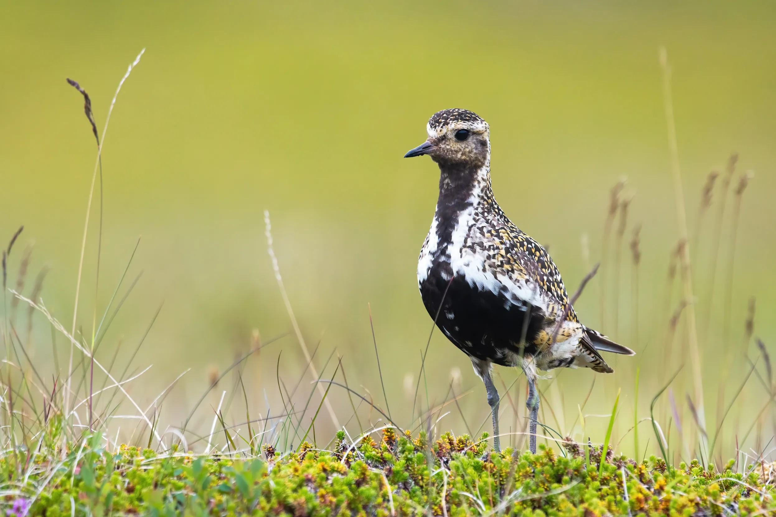 A lone Golden Plover stood proudly in a meadow.