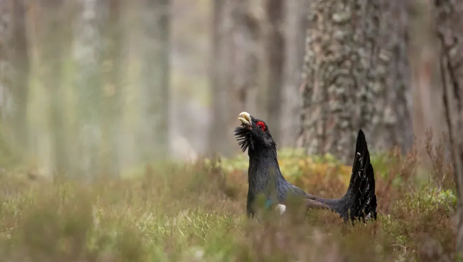 A Capercaillie in the forest.
