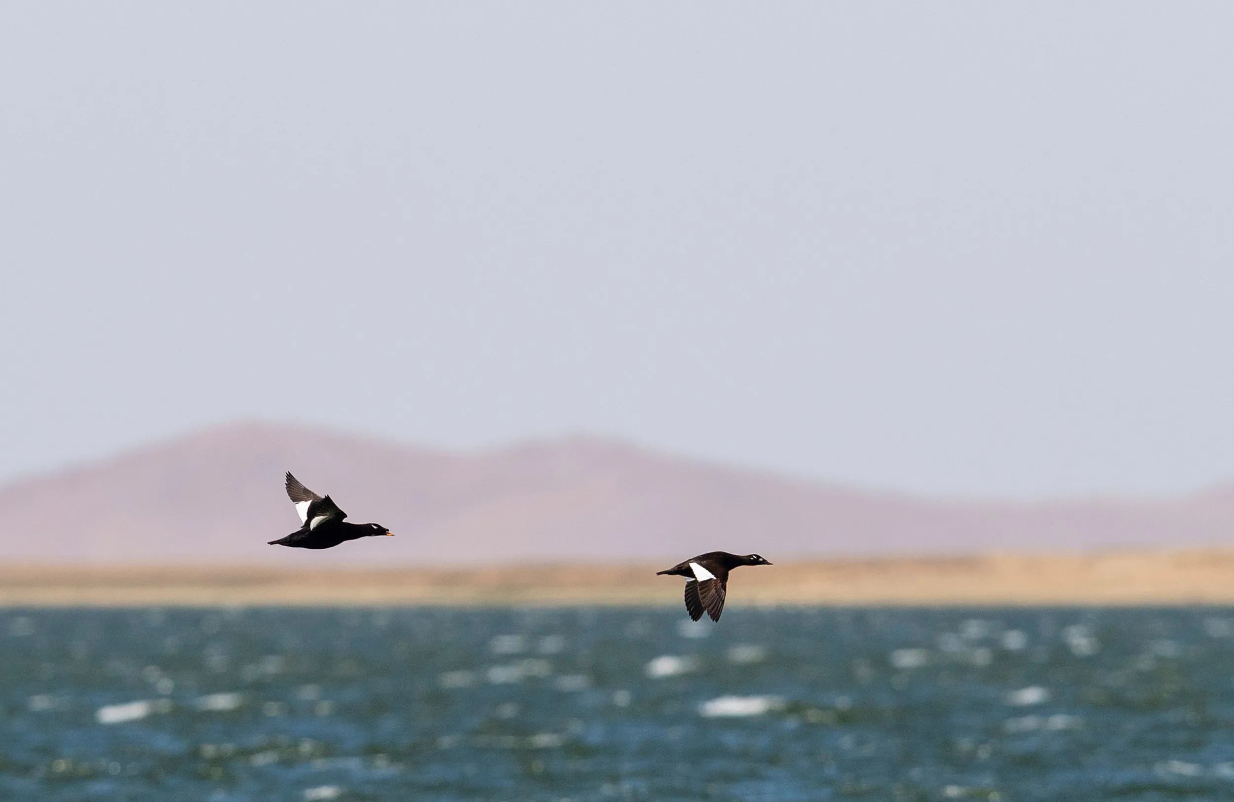 A pair of Stejneger's Scoters flying over a body of water.
