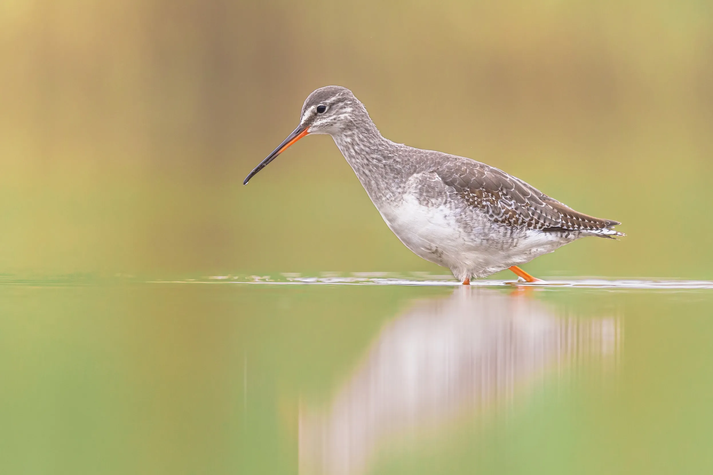 Spotted Redshank in winter plumage, wading through shallow water