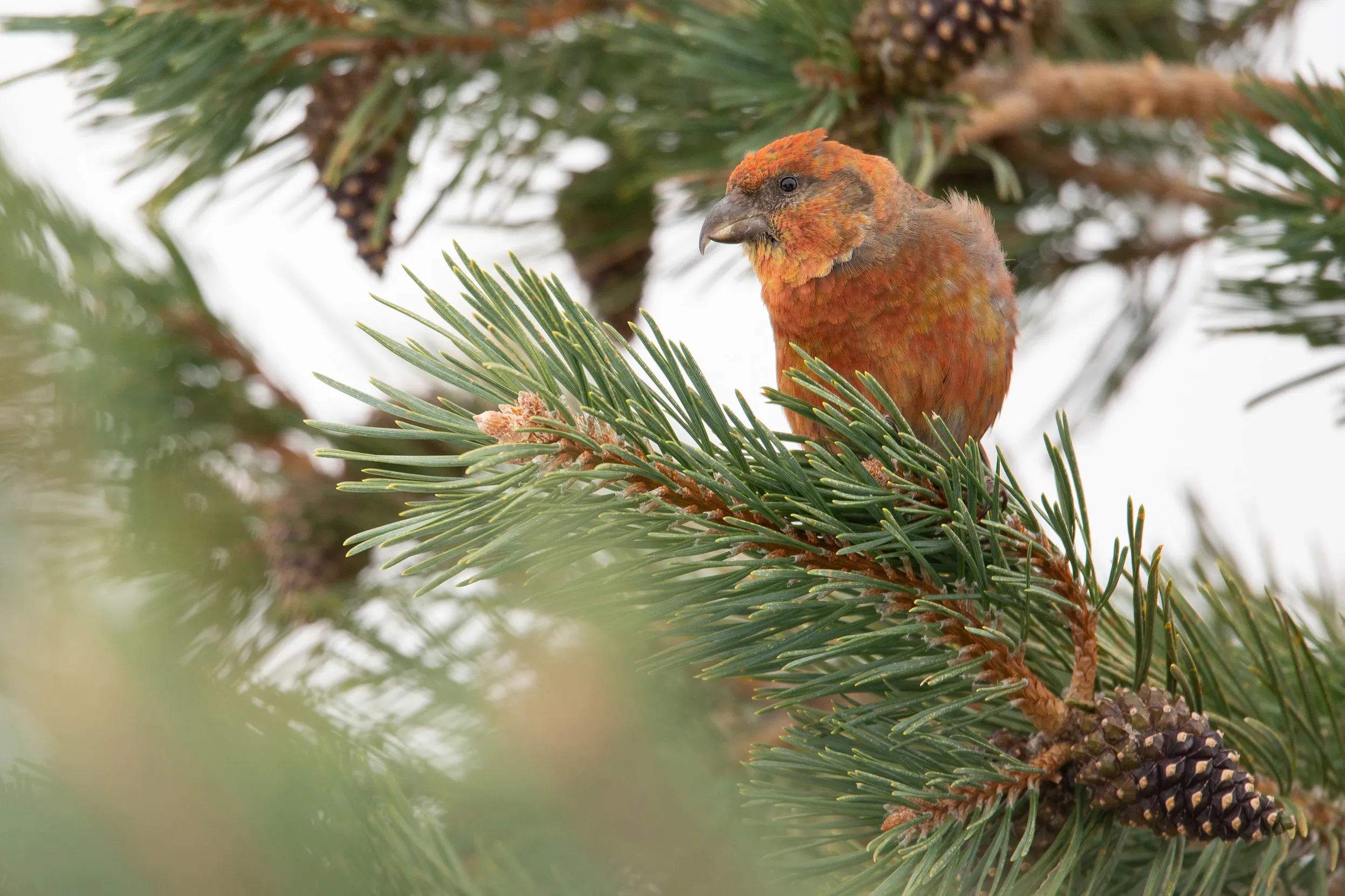 Male Scottish Crossbill perched in a pine tree.