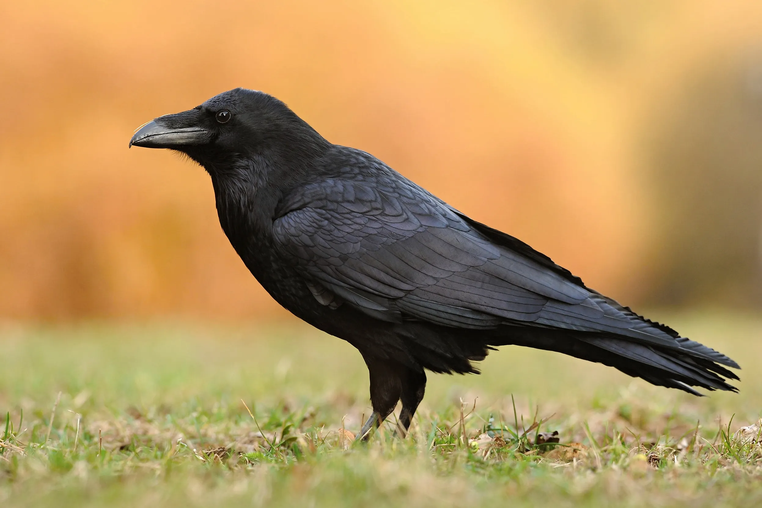 A lone Raven stood on grassland.