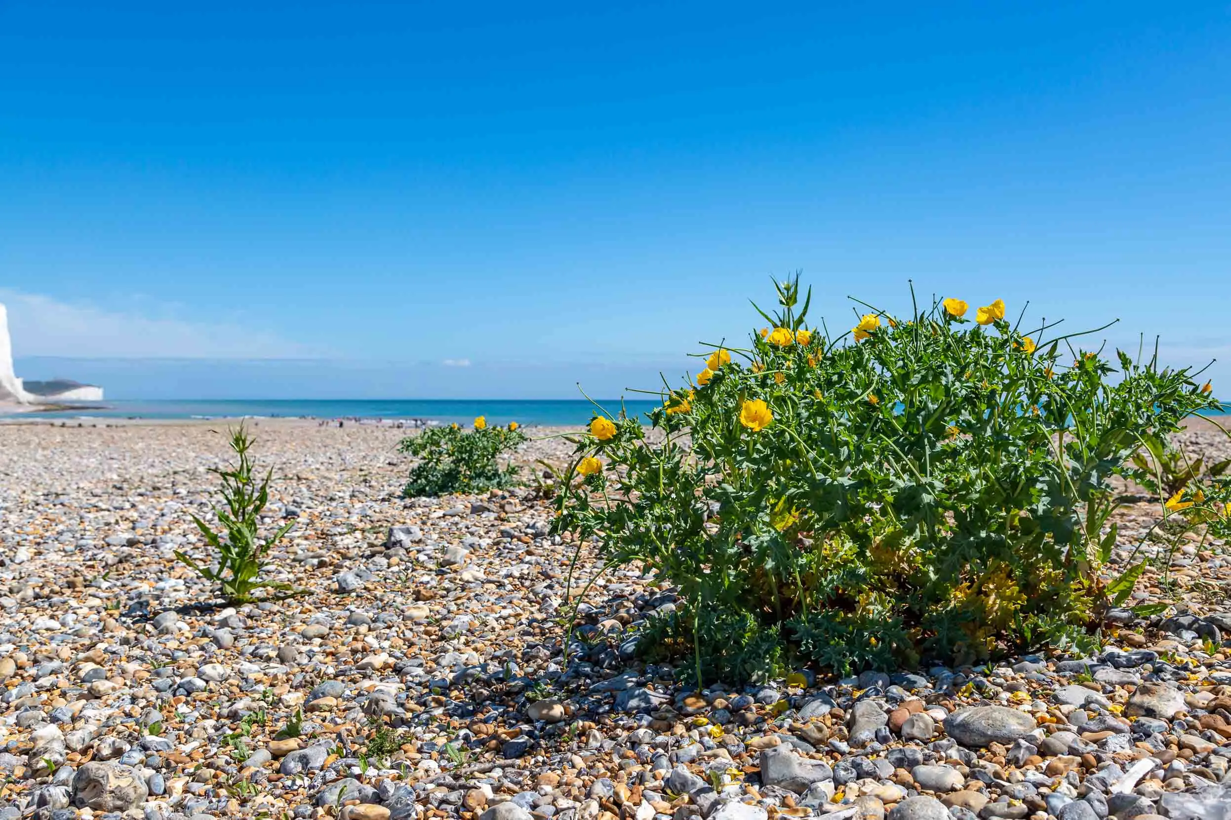 A gathering of Yellow Horned Poppy flowers growing on a pebbled beach against a bring blue sky, with a view of the sea in the distance.