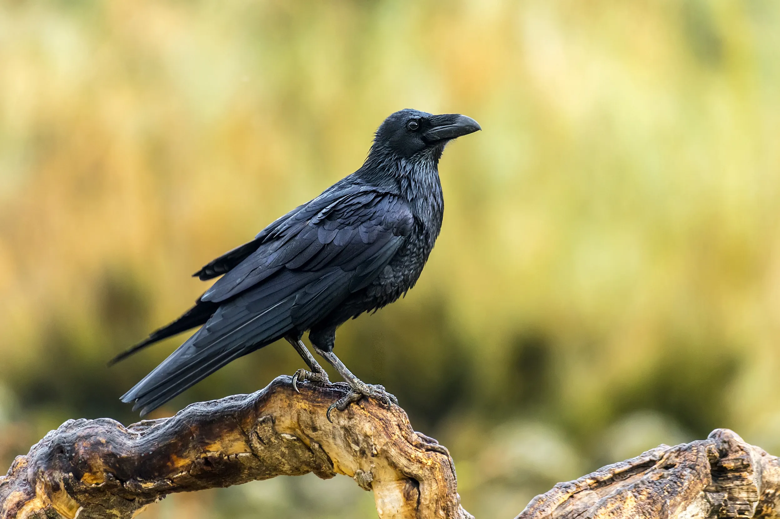 A Raven stood on a branch looking out towards the vegetation.