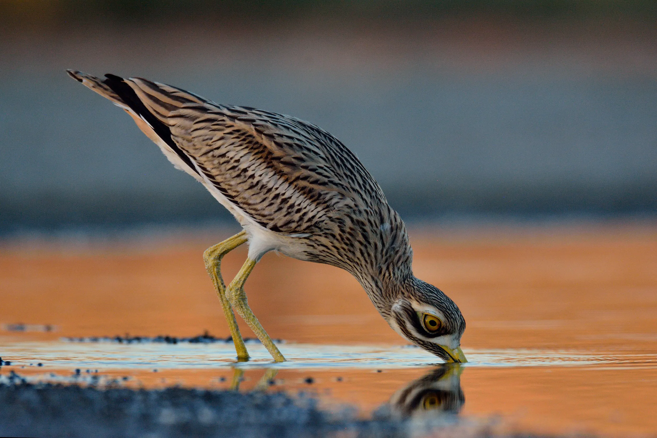 Lone Stone-curlew stood in shallow water, leant over to find food beneath the surface.
