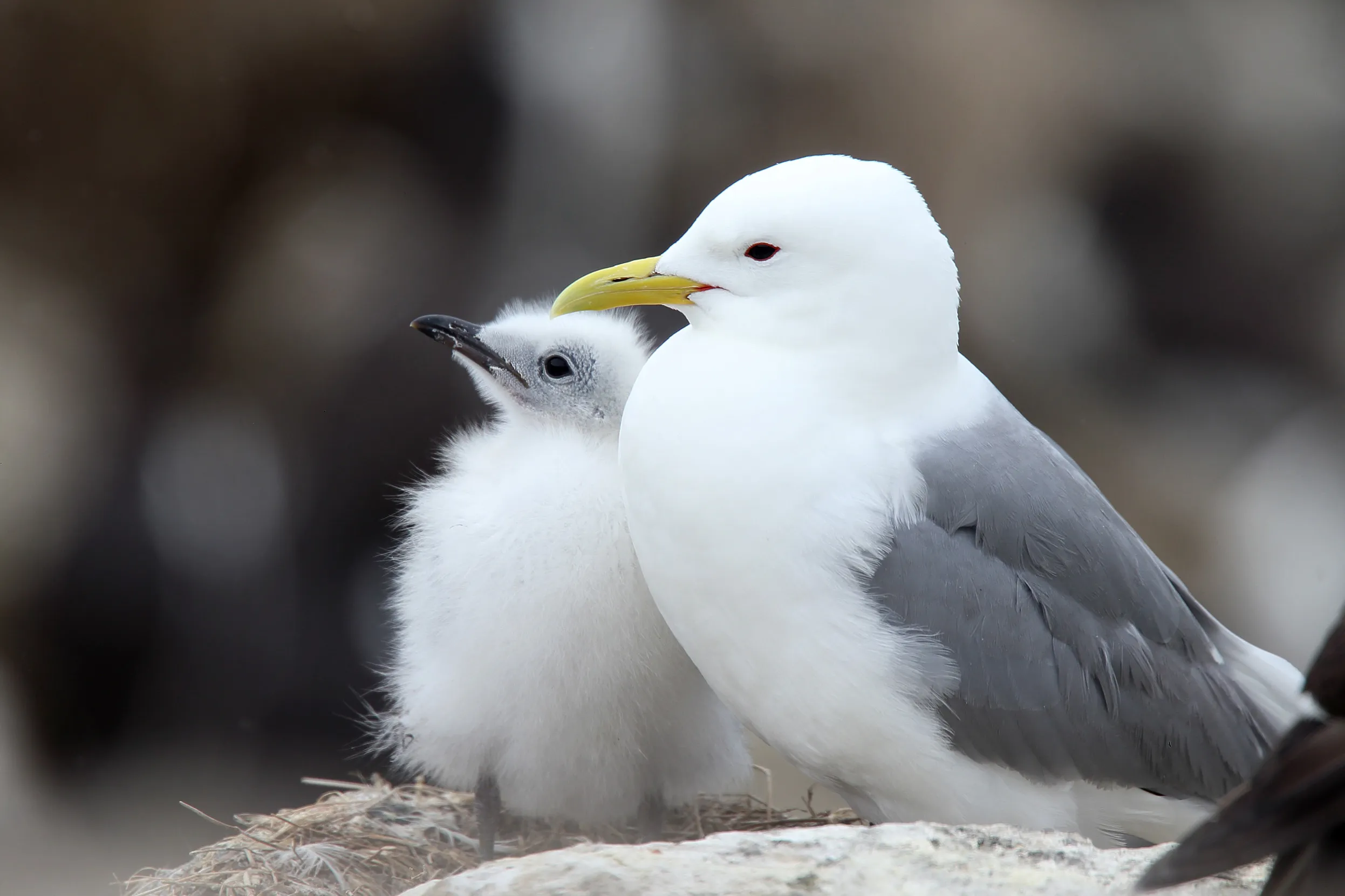 An adult Kittiwake and their chick perched on the edge of a cliff.