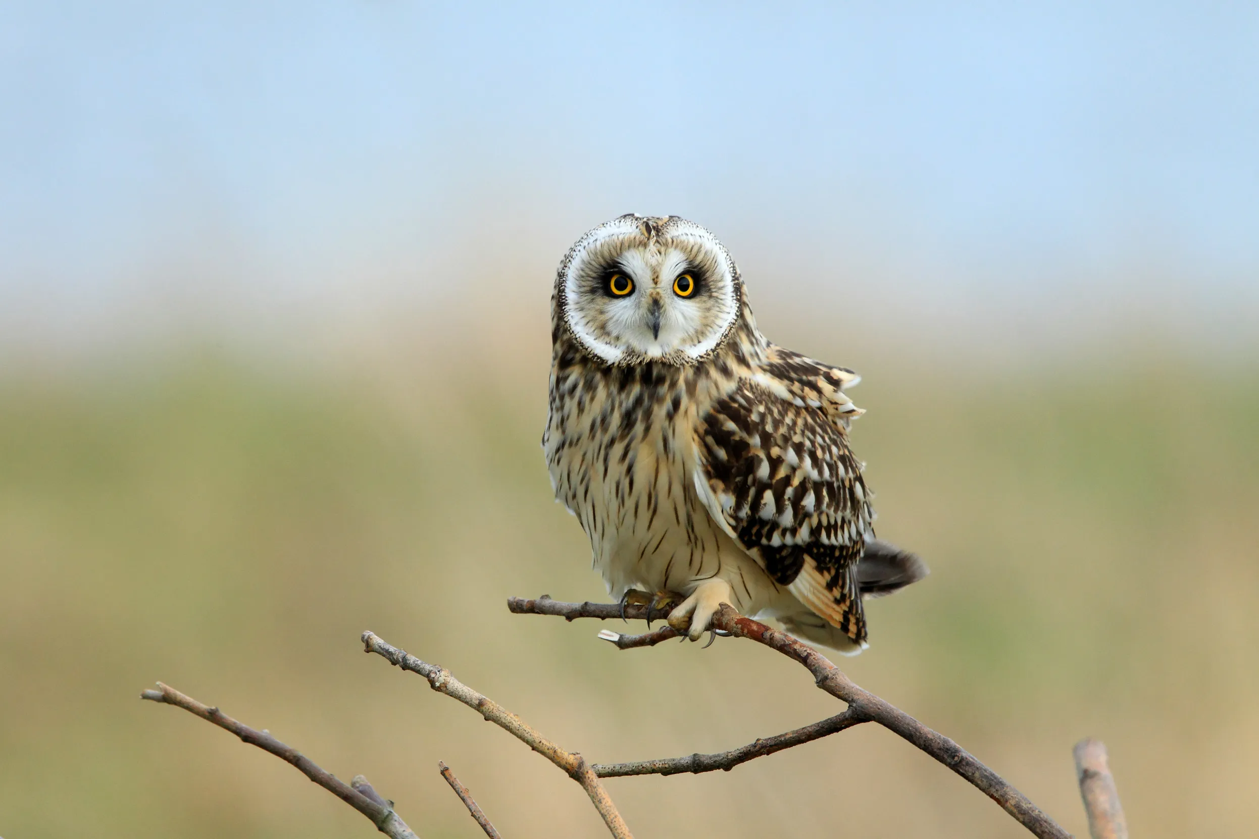 Short-eared Owl perched on a branch.