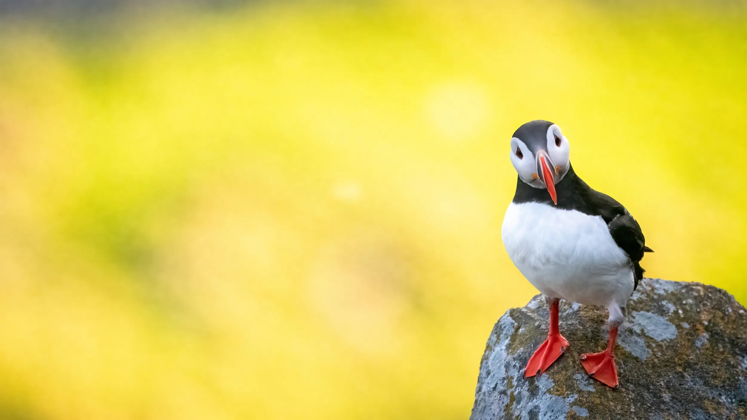 A Puffin stood on the edge of a rock looking inquisitively at the camera. 