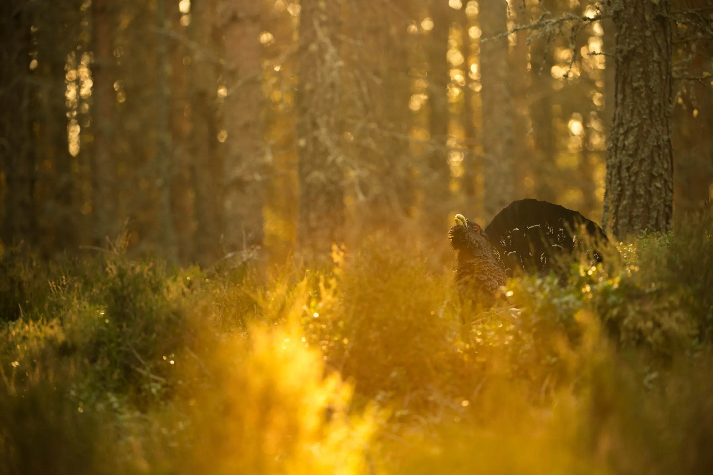 A lone male Capercaillie lekking in a forest illuminated by low sun.