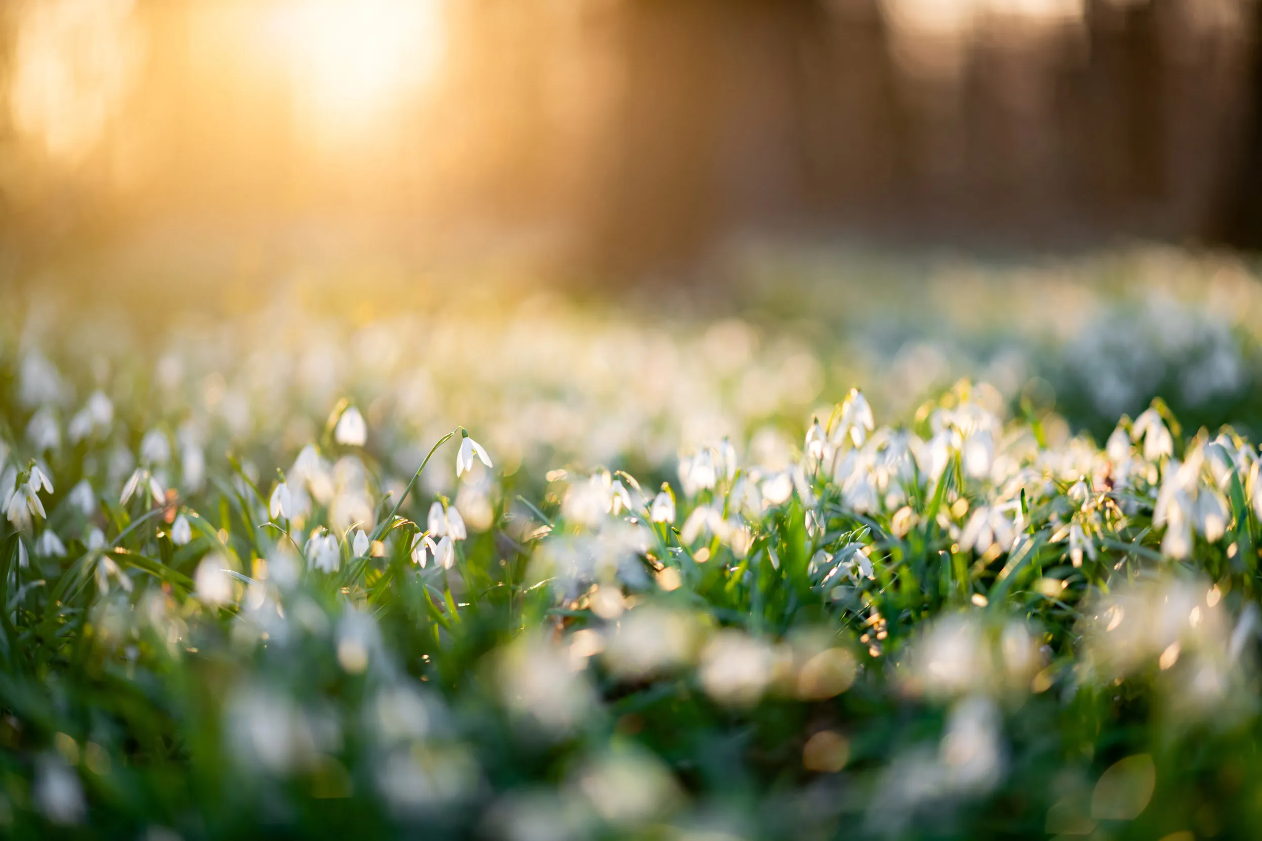 A mass of Snowdrop flowers in a woodland clearing at sunrise.
