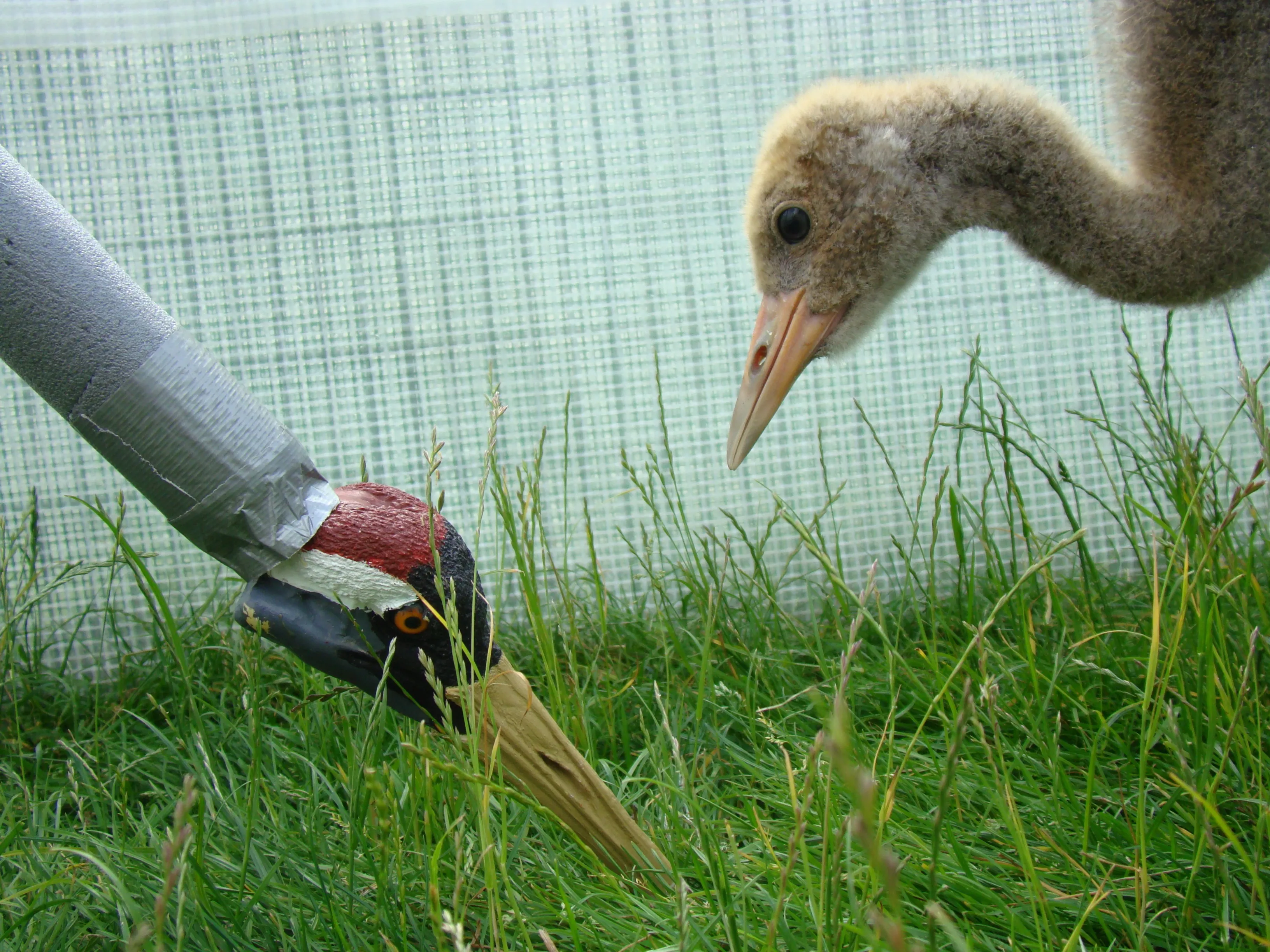 Crane chick learning with a rearing puppet on the grass.