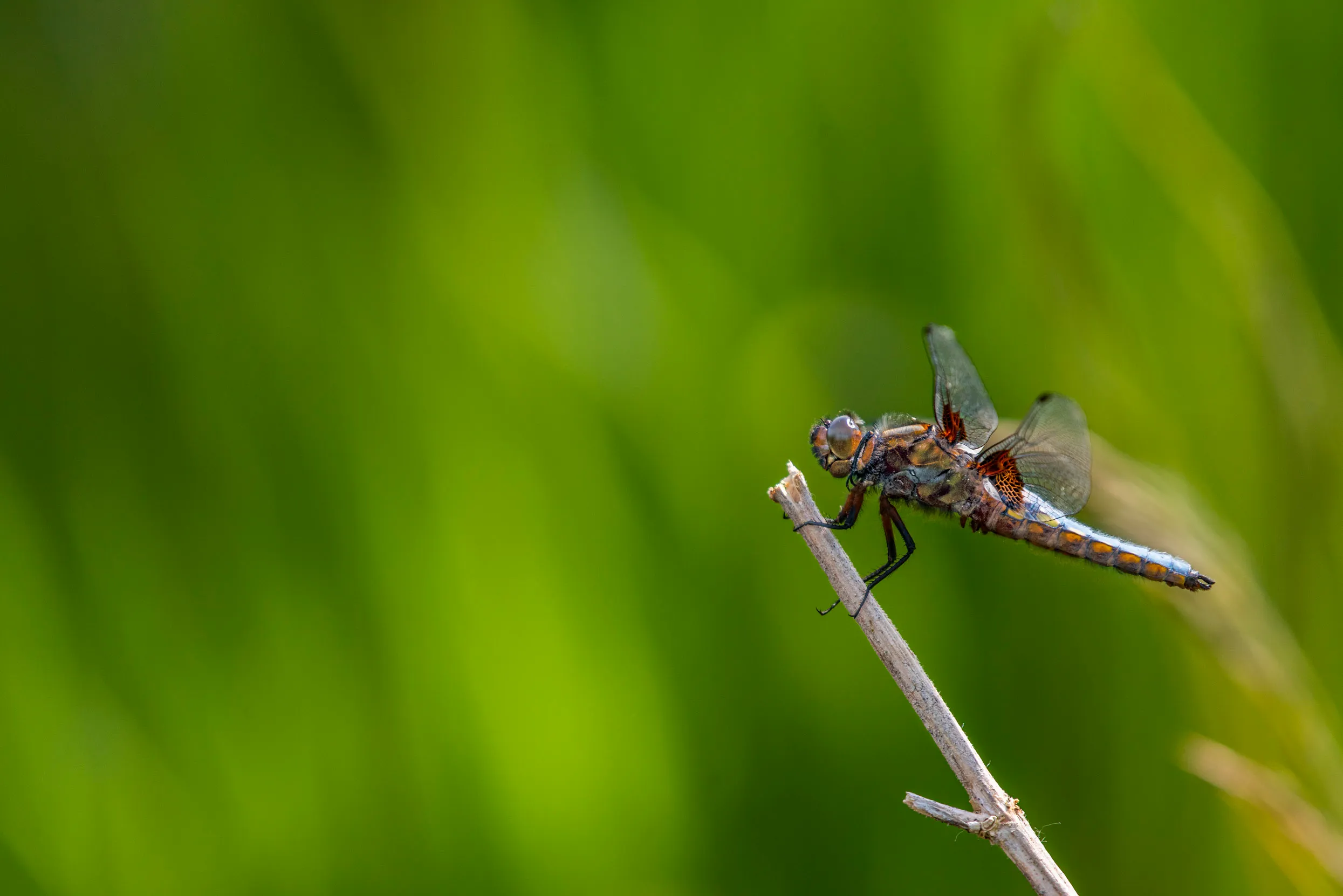 A male Broad-bodied Chaser Dragonfly perched on a twig.