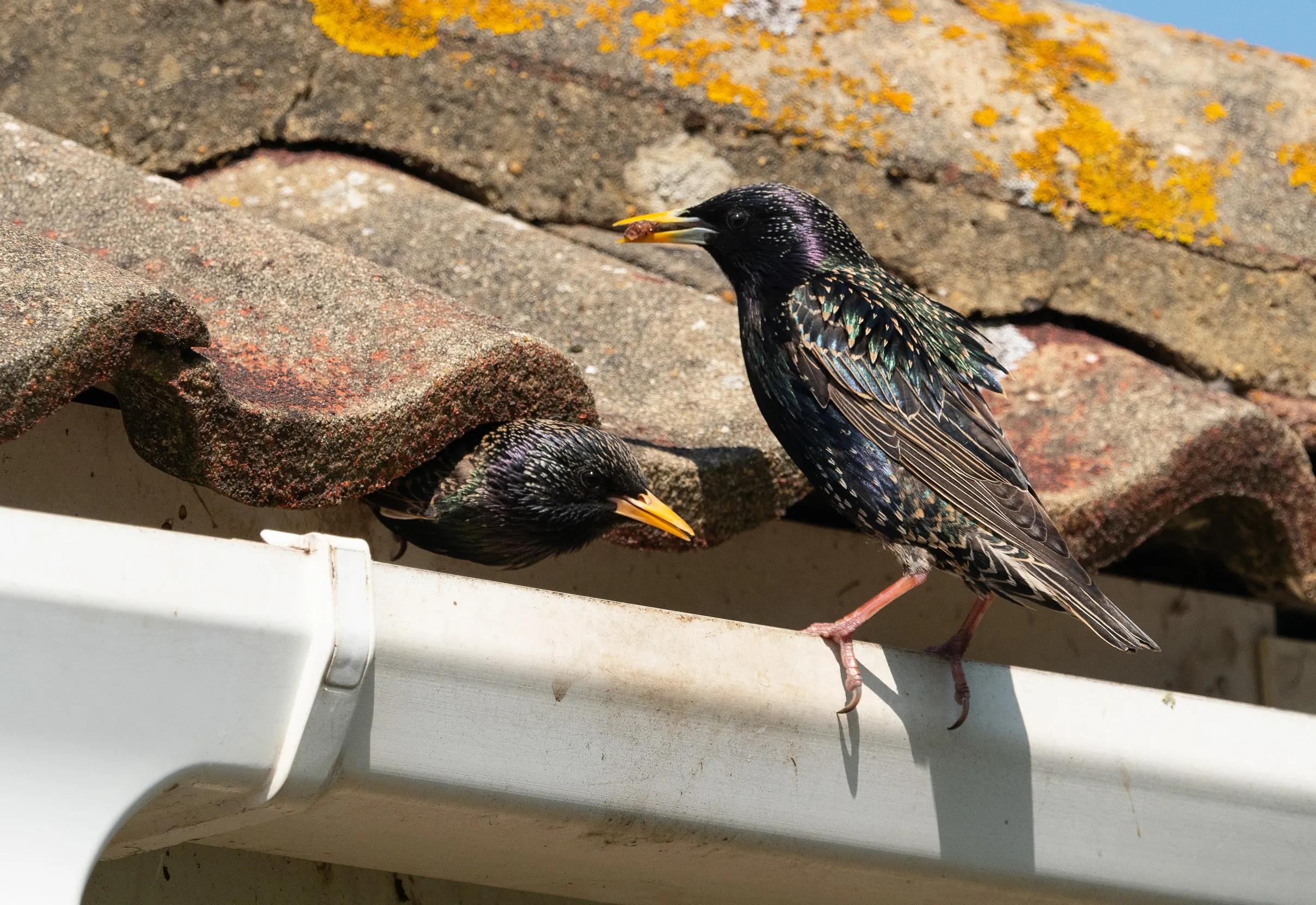 A Starling perched on guttering by their nest in the roof of a house.