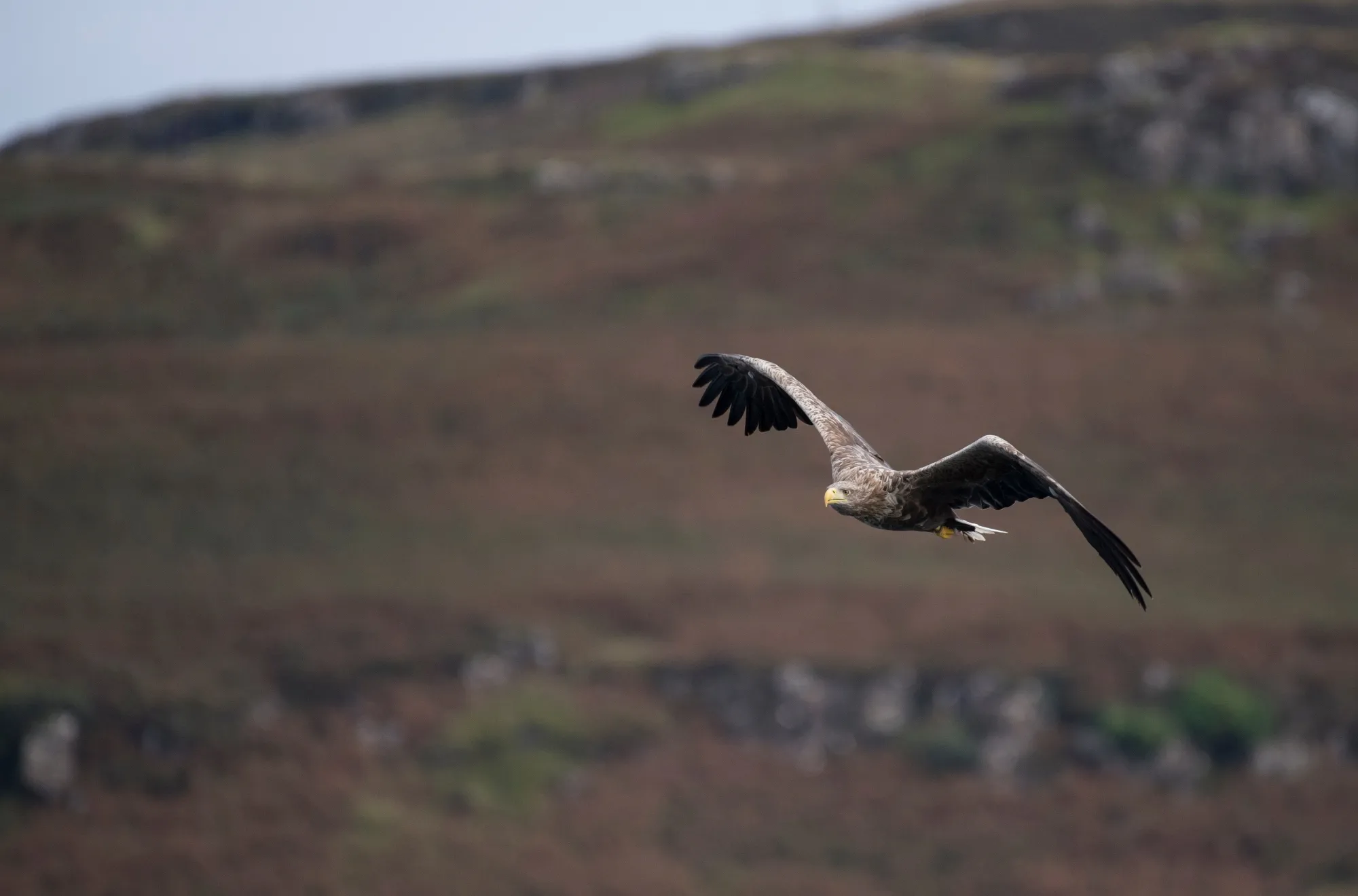 A White-tailed Eagle in flight preparing to catch a fish
