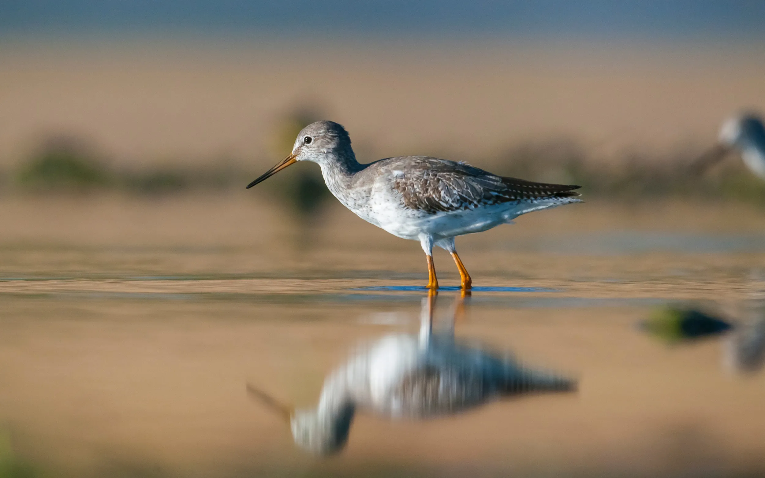 Common Redshank in winter plumage stood in shallow water.