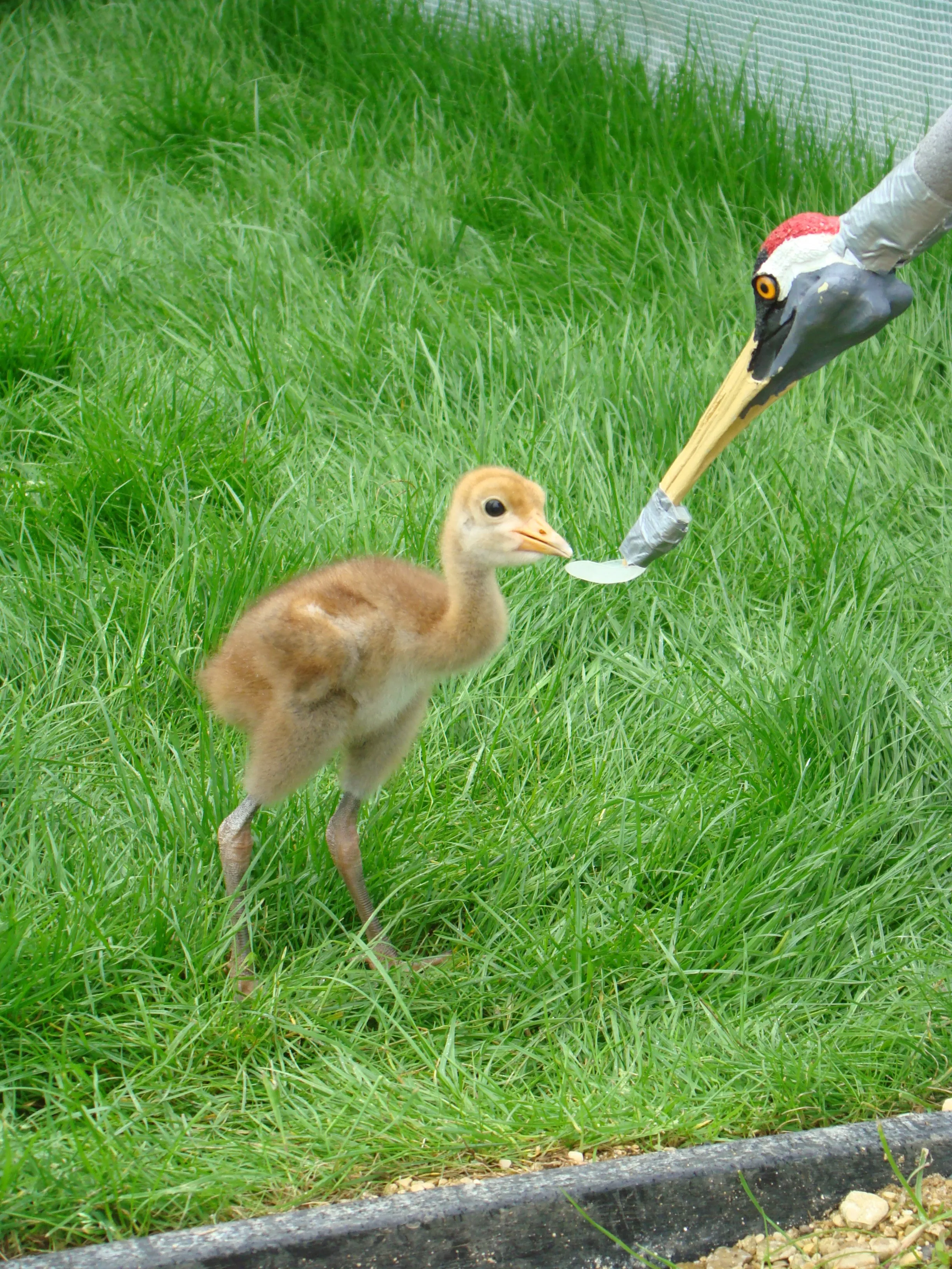 A Crane chick is fed on the grass by a rearing puppet