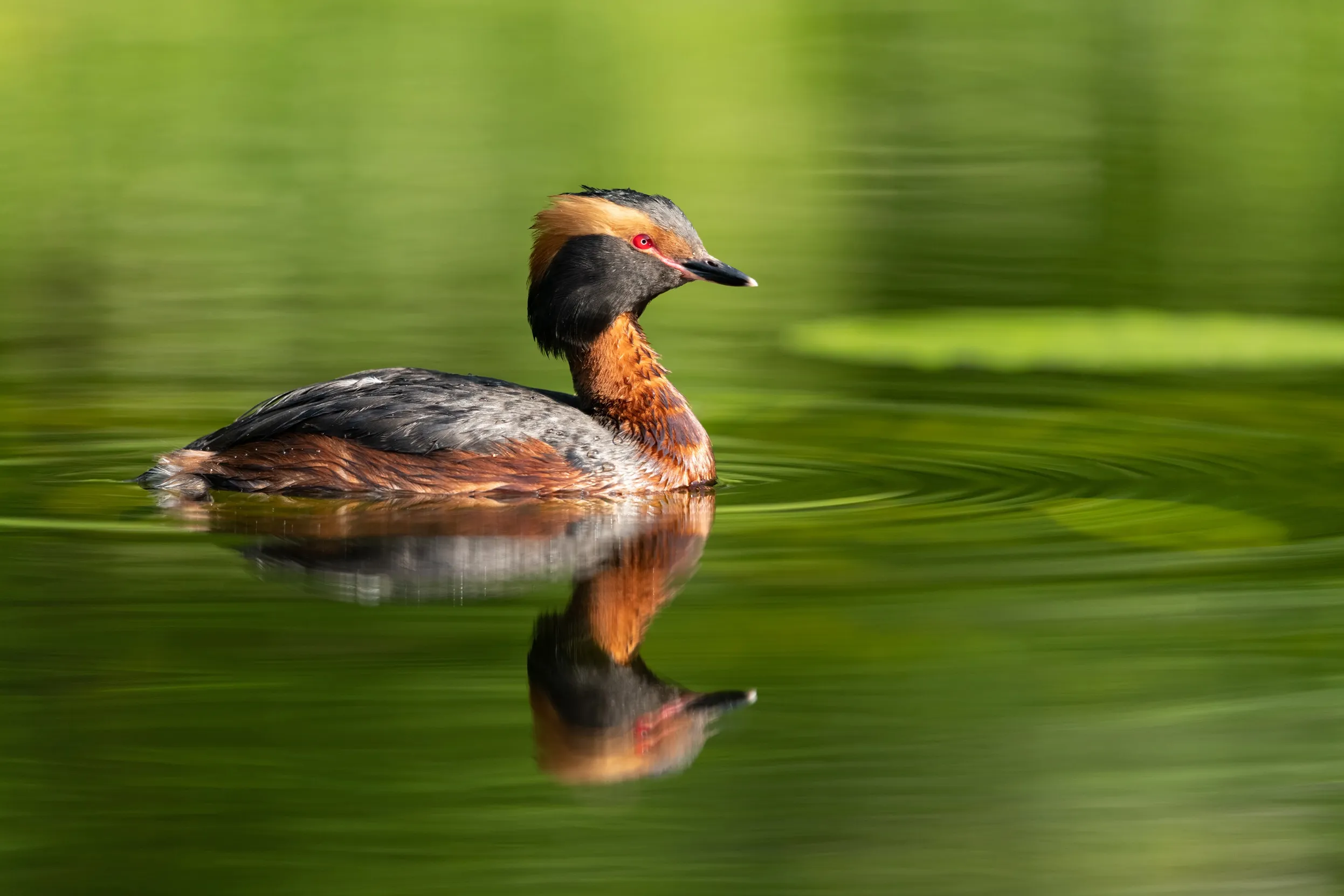 Grebe with striking orange, grey and black plumage, floating on still water which reflects the greenery of the tree canopy above.