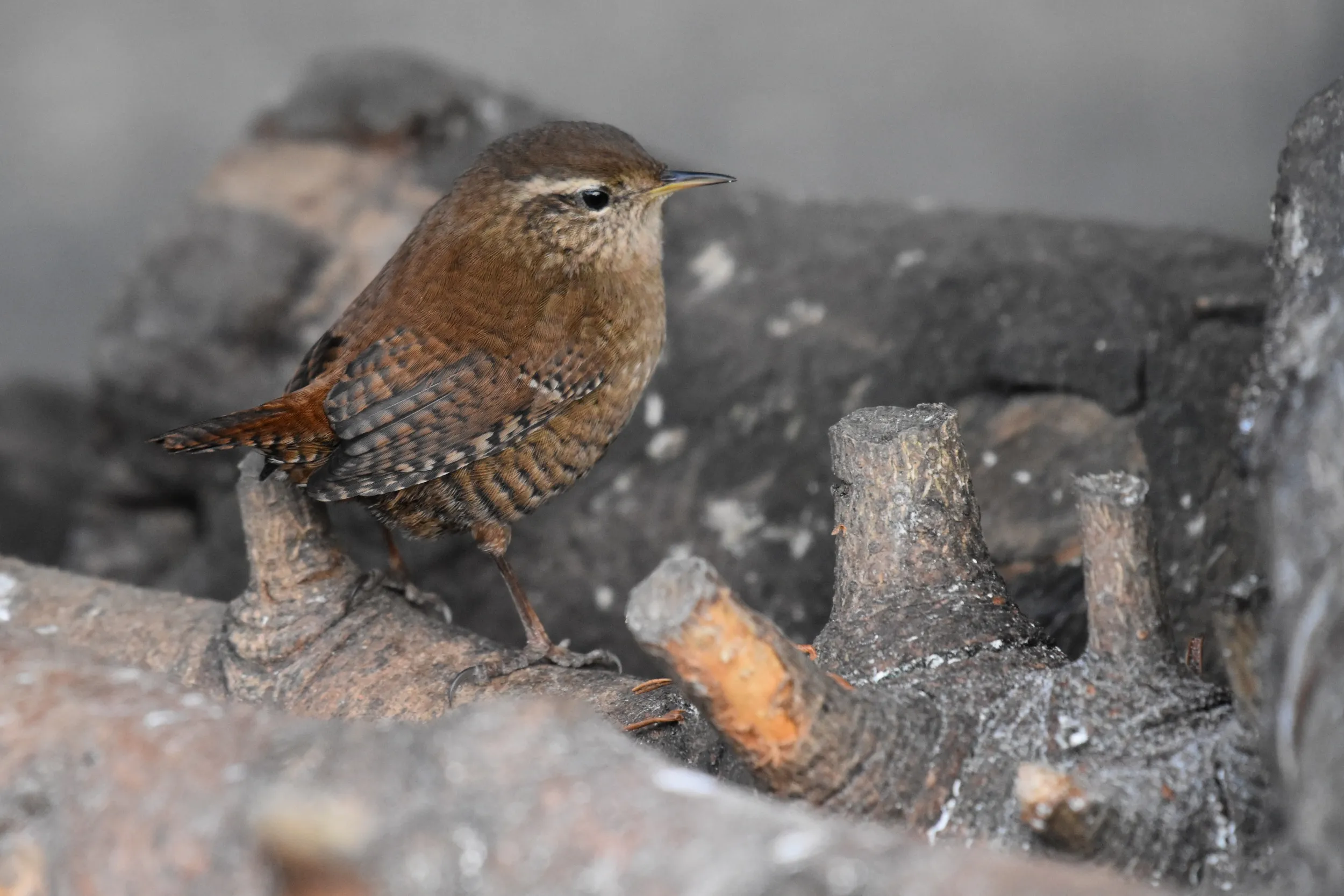 A lone Wren perched on charred logs. 