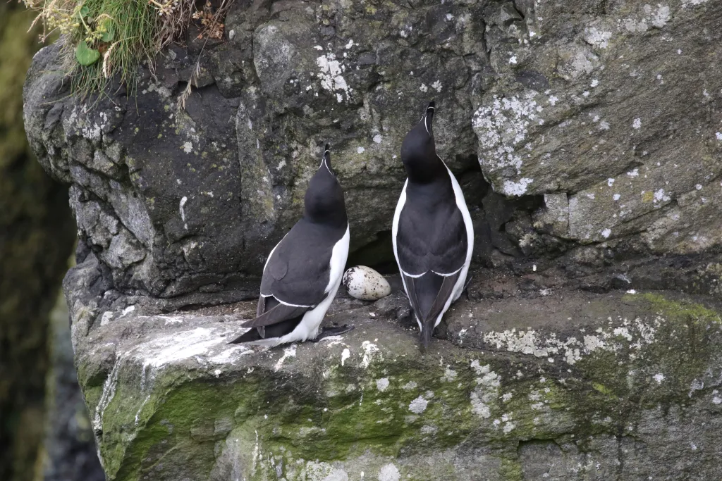 A pair of Razorbill's and their only egg.