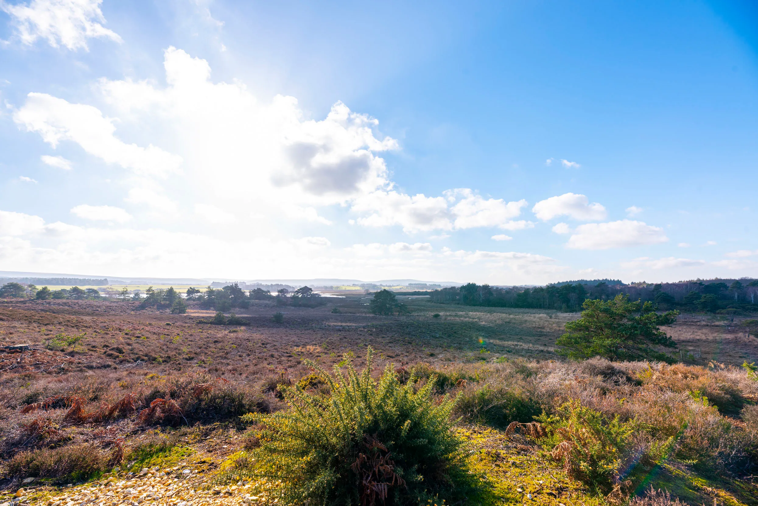 A view across the purple heathland at Arne