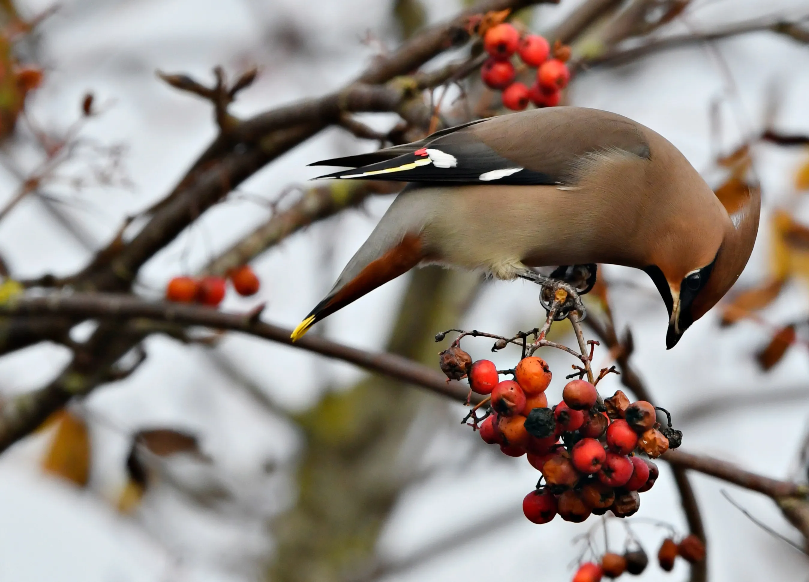 A Waxwing perched in a tree laden with berries, it is pecking at some of them. 