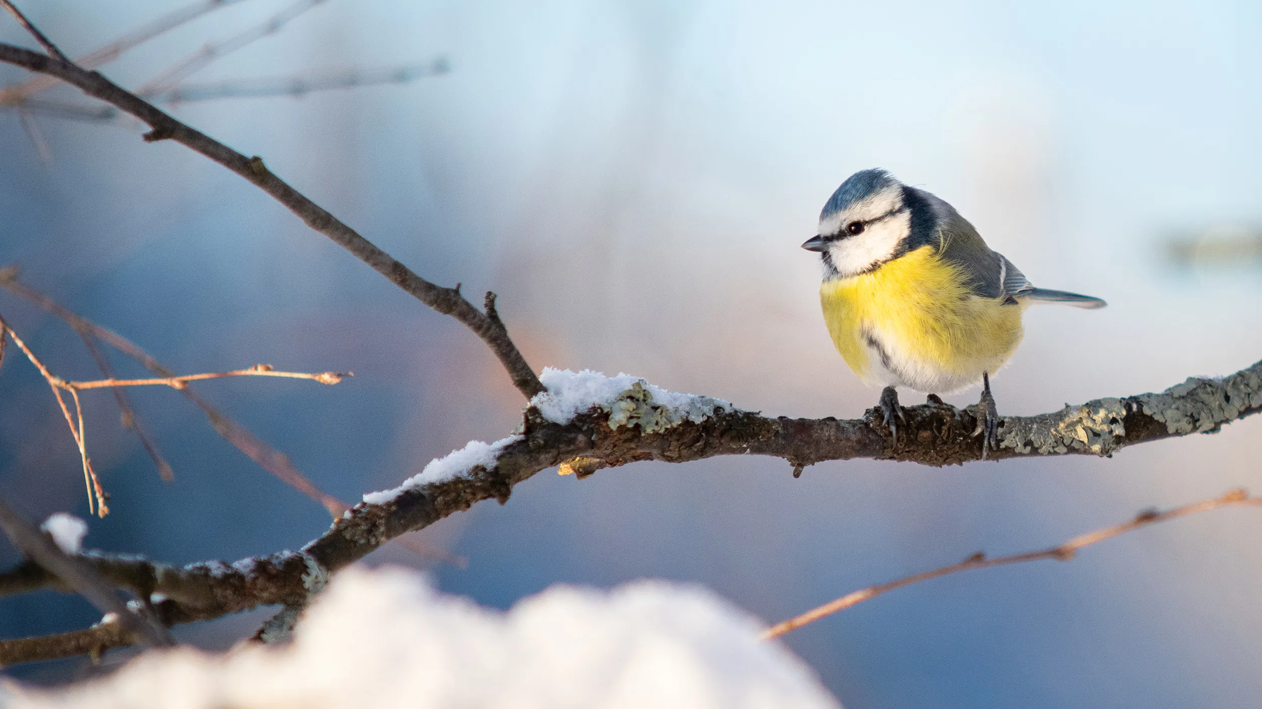 A Blue Tit perched on a branch slightly covered in snow, in the winter.