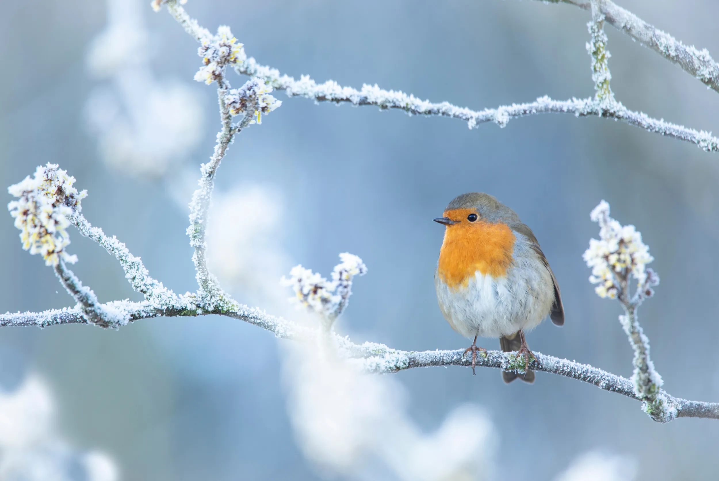 Robin perched on a frosty branch