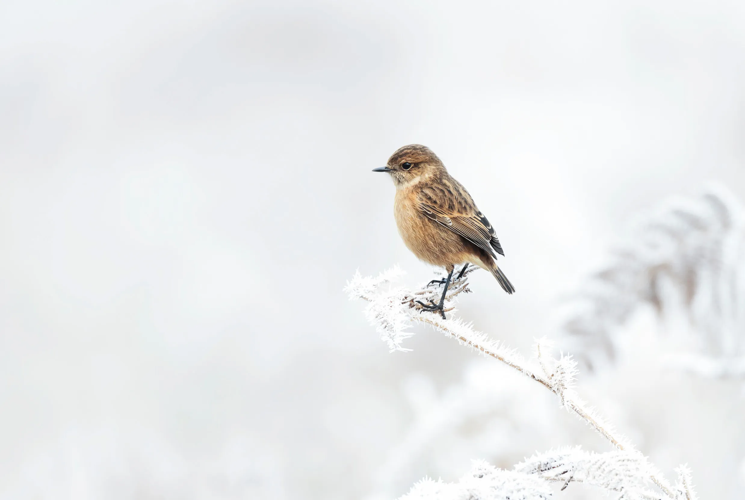 A lone Stonechat on a snow covered branch.