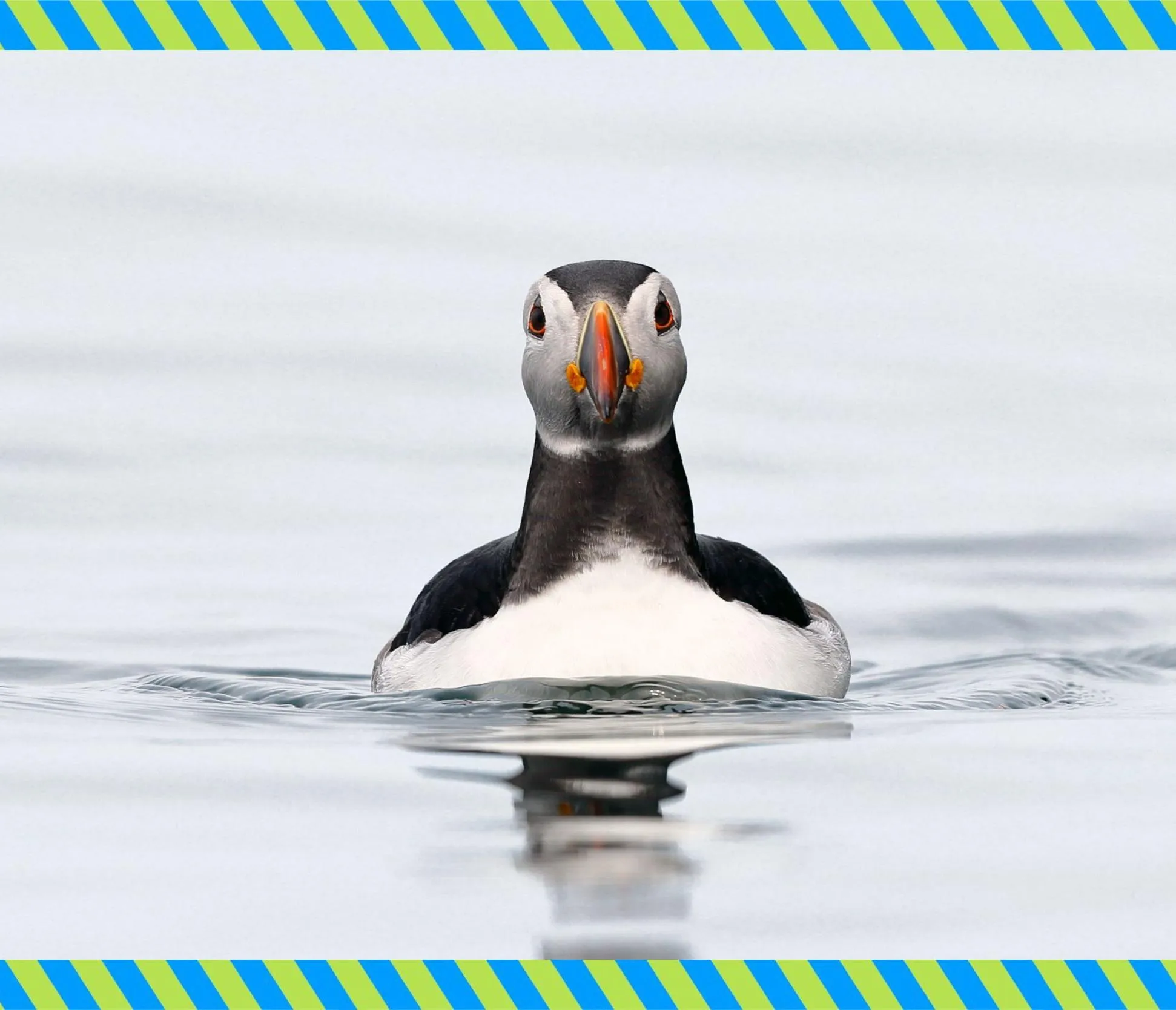 A Puffin, floating on water and looking directly towards the camera