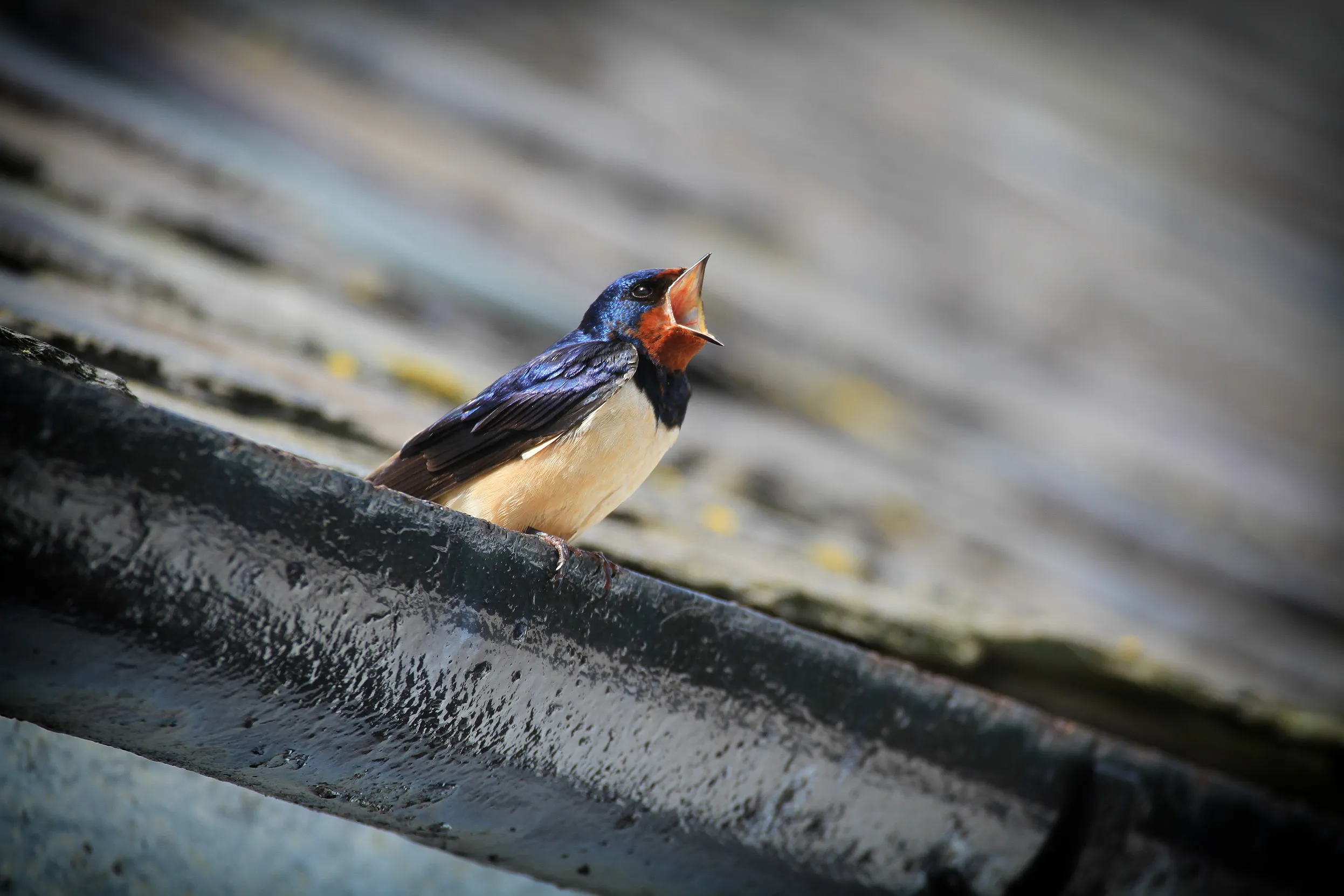 A lone Swallow sat in the guttering of a roof singing.