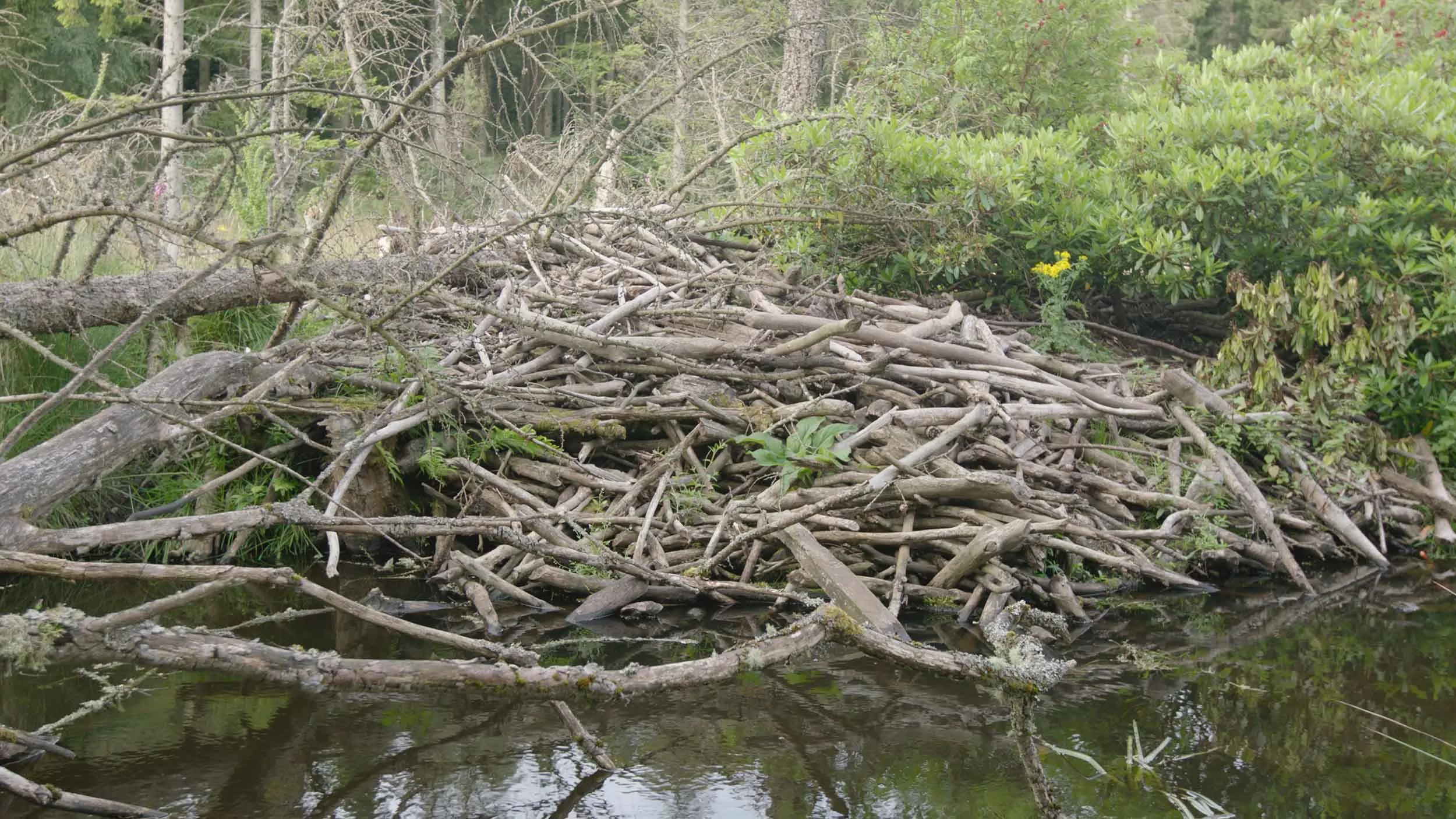 A river, partially blocked by a pile of intertwined logs and branches.