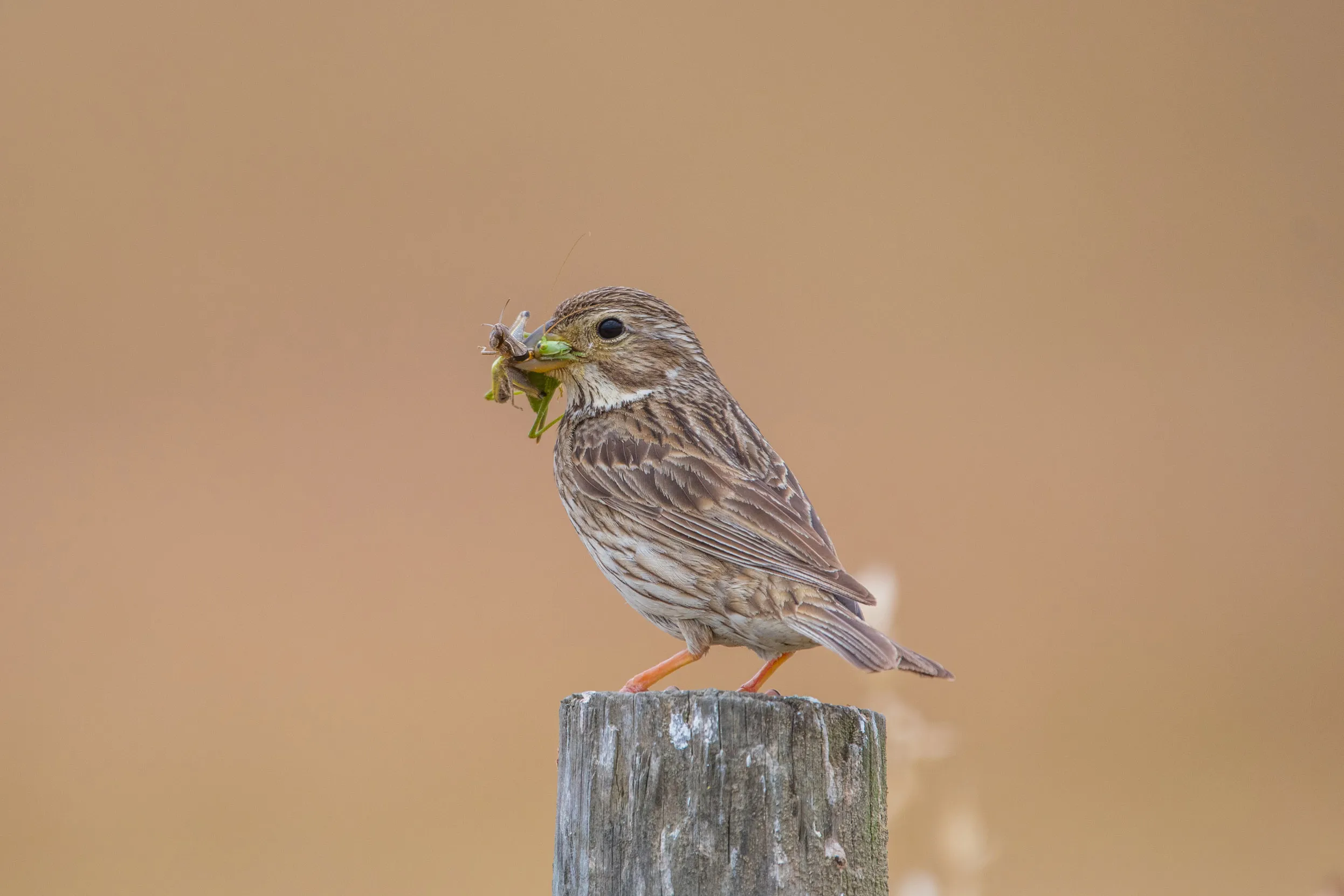 A Corn Bunting perched on top of a wooden post holding insects in their beak.