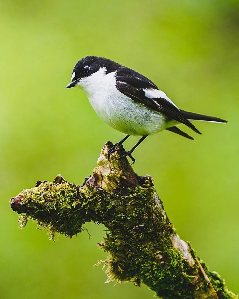 A male Pied Flycatcher perched on a moss covered branch against a light green background.