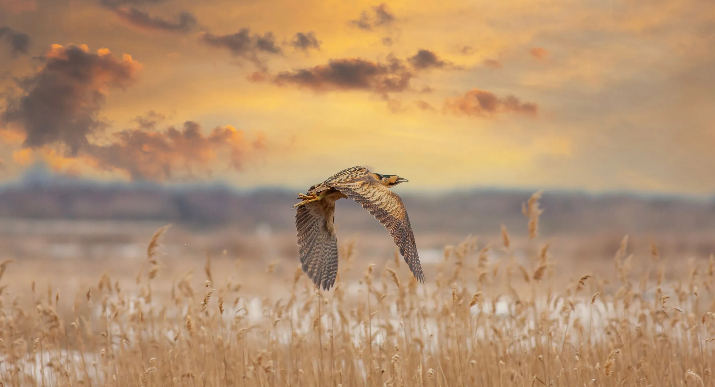 A Bittern in mid flight over a reedbed against a pink and orange sunset sky.
