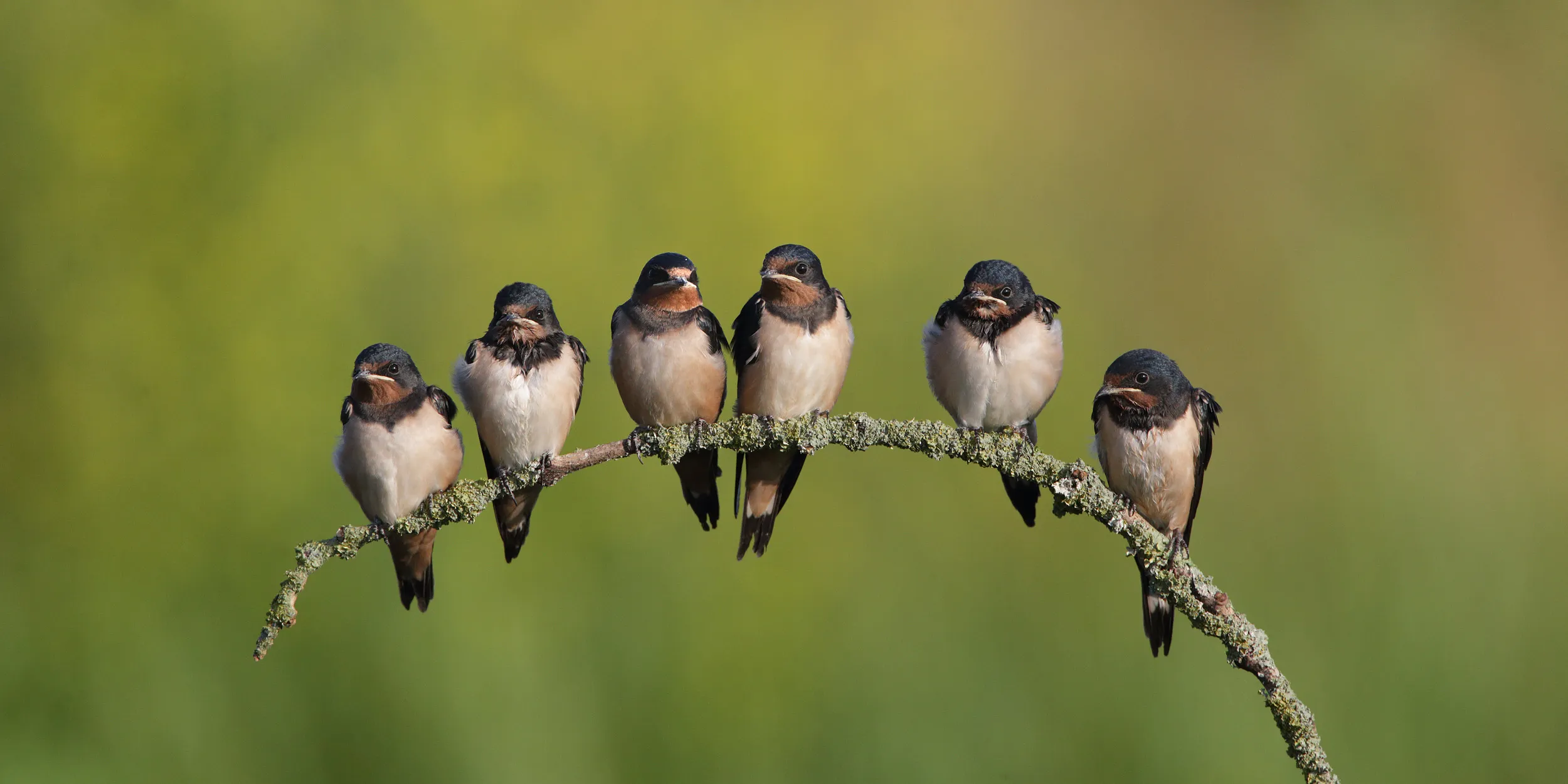 A group of six Swallows perched on a branch.