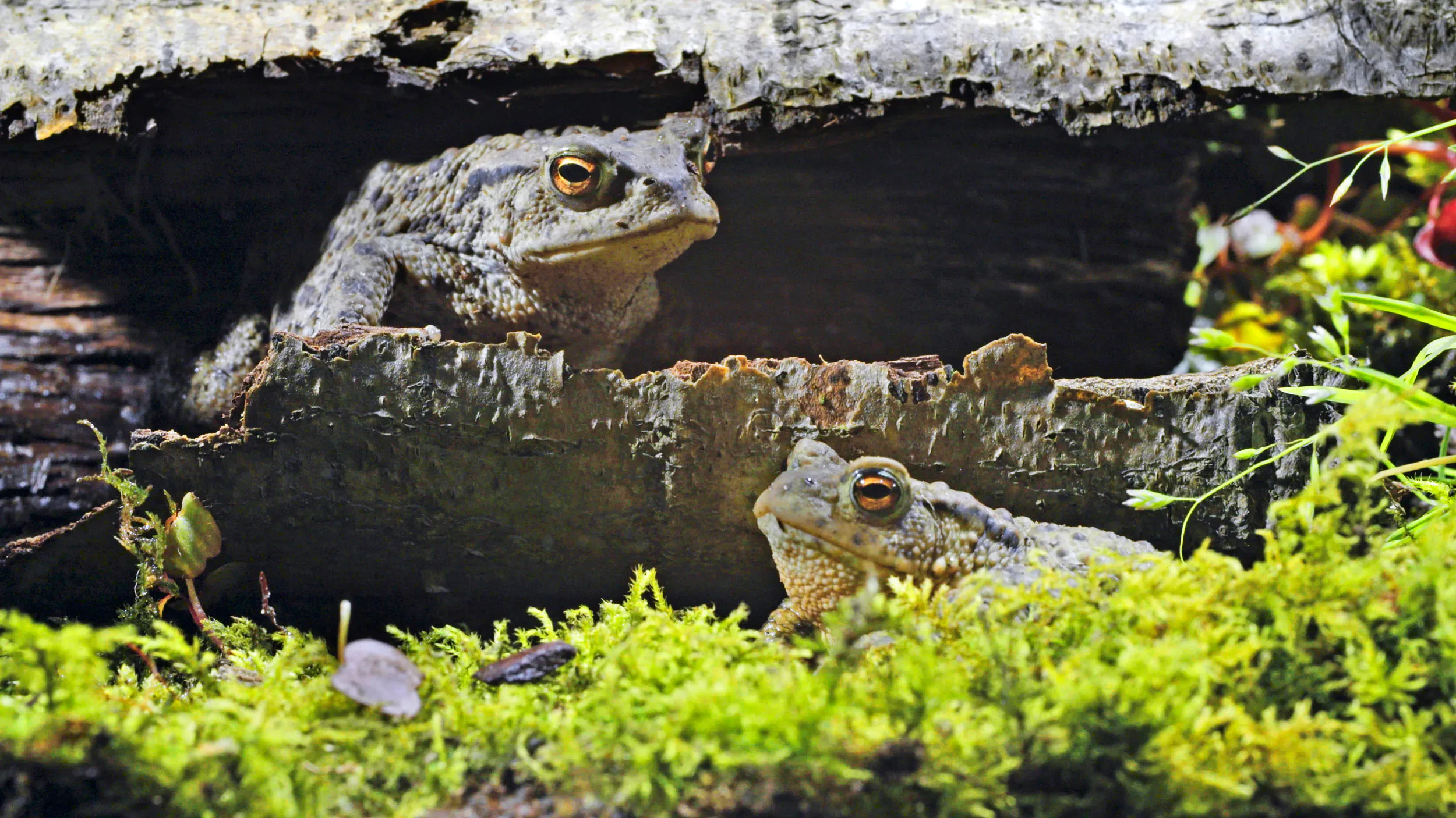 Two Common Toads, one sat inside a hollowed out log and the other in the foreground on some moss.