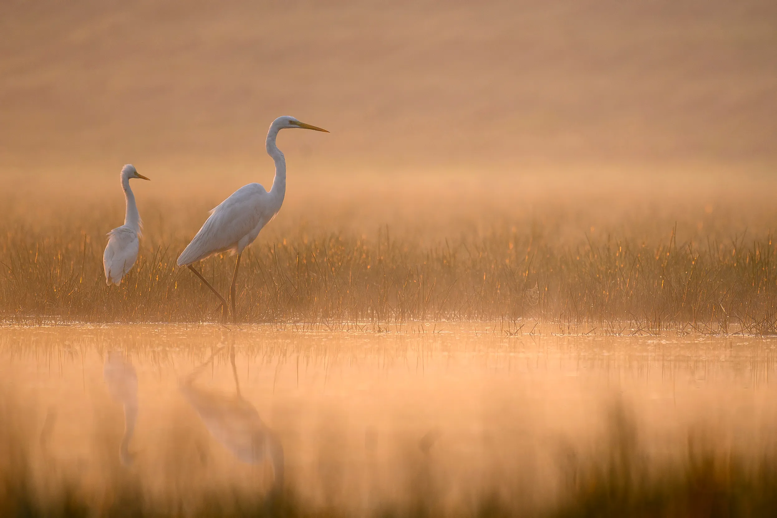 A pair of Great White Egrets standing in shallow water at sunrise.