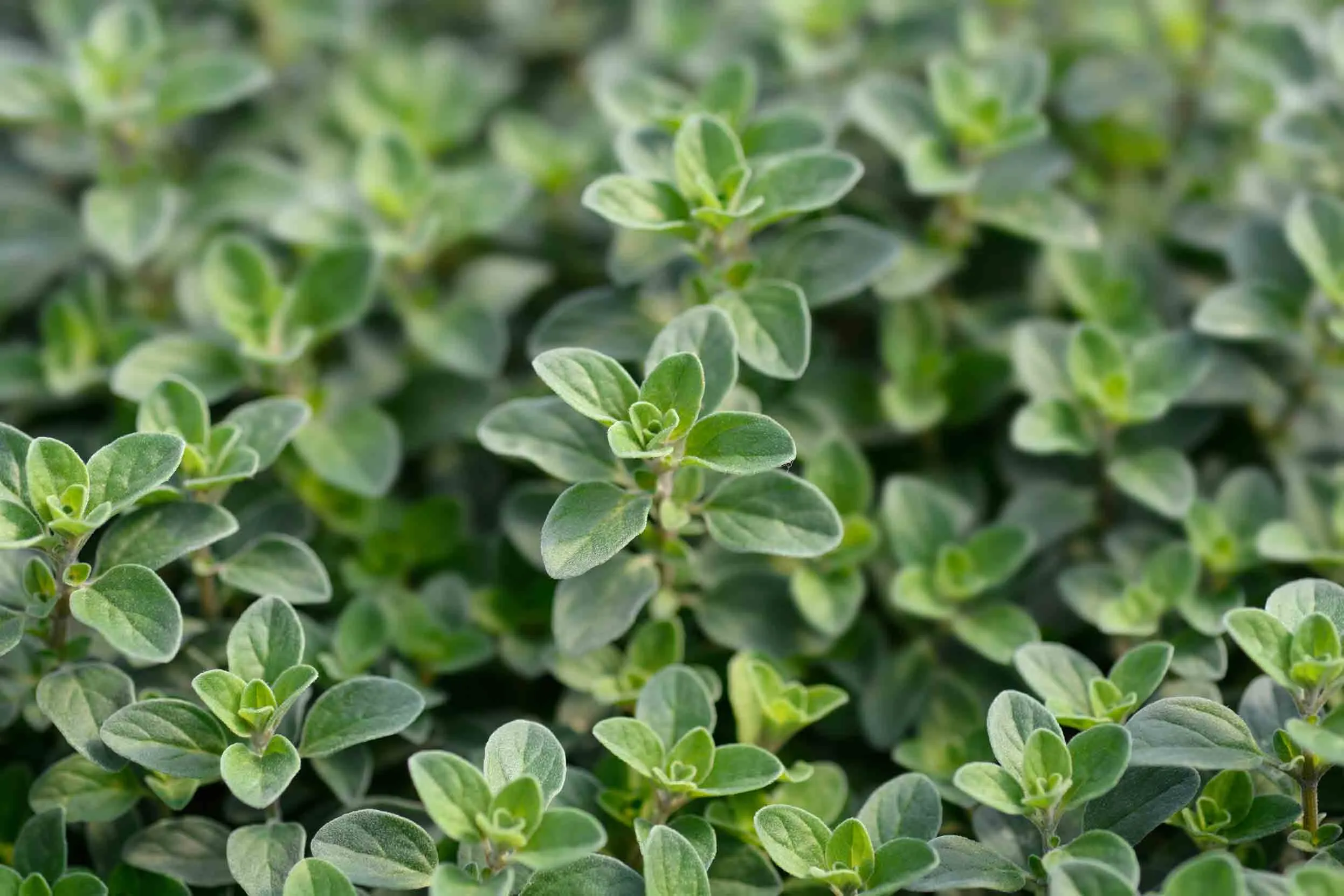 A close up of green Marjoram leaves.