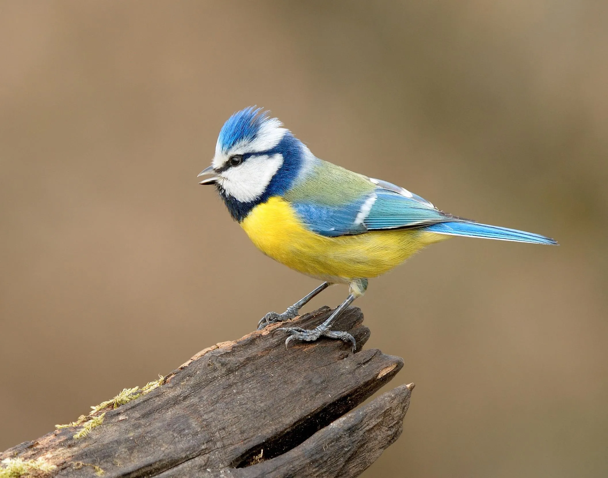A Blue Tit stood on the top of a log.
