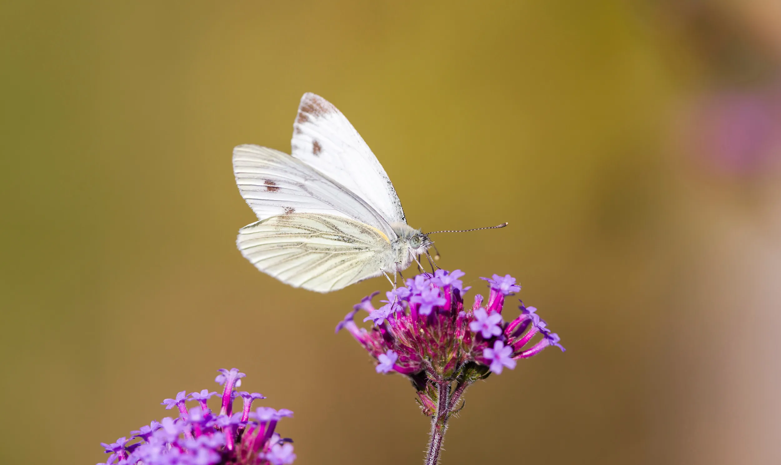 A lone Small White Butterfly perched on pink and purple flowers. 