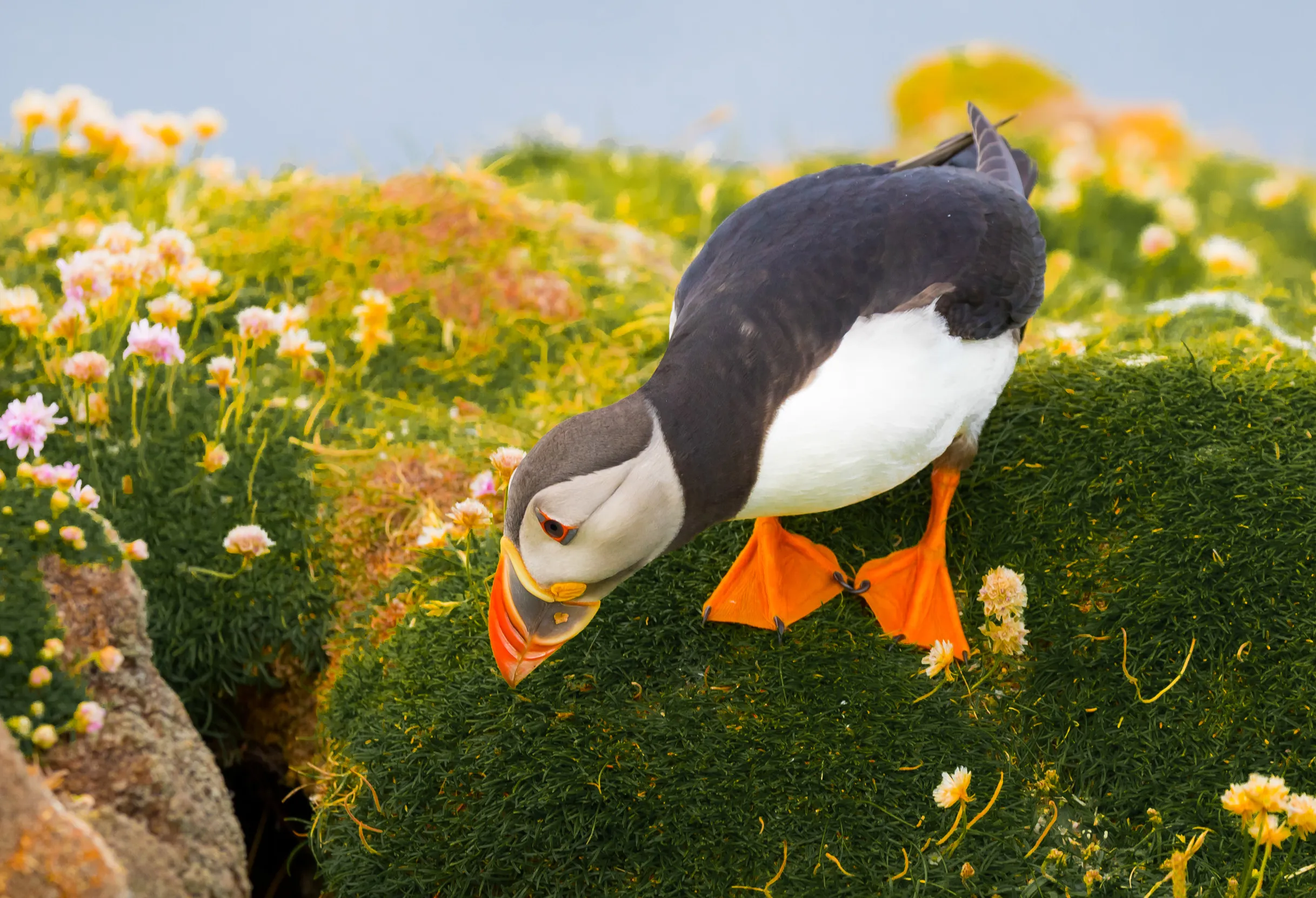 An adult Puffin looking down into a burrow on a bed of flowery grass.