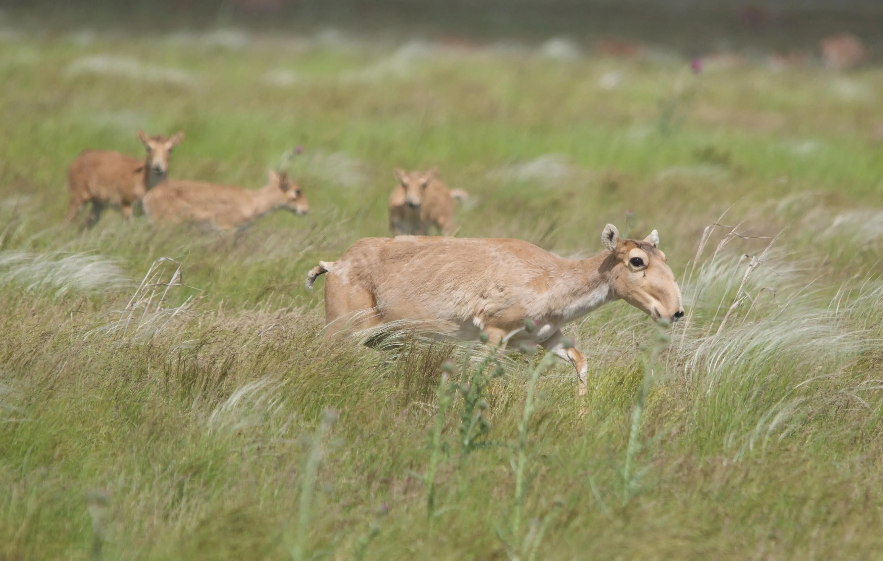 A Saiga Antelope running in a herd