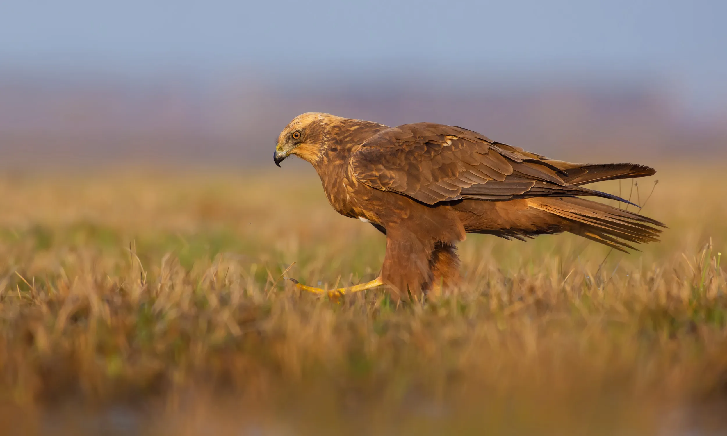 Large bird with brown plumage and a hooked beak, walking along a patch of short grass.