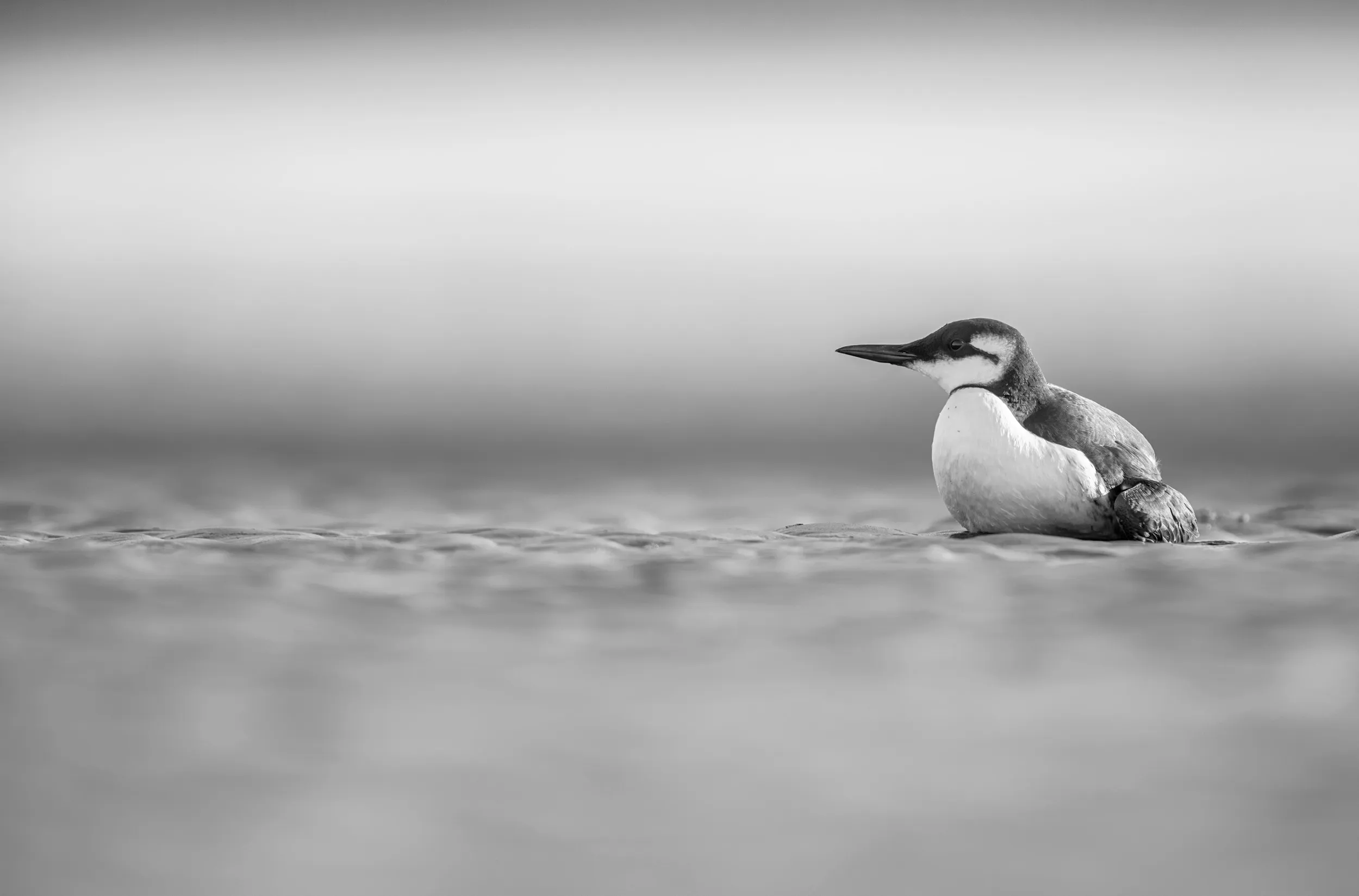 A lone juvenile Guillemot sat on a beach looking weak and possibly injured.