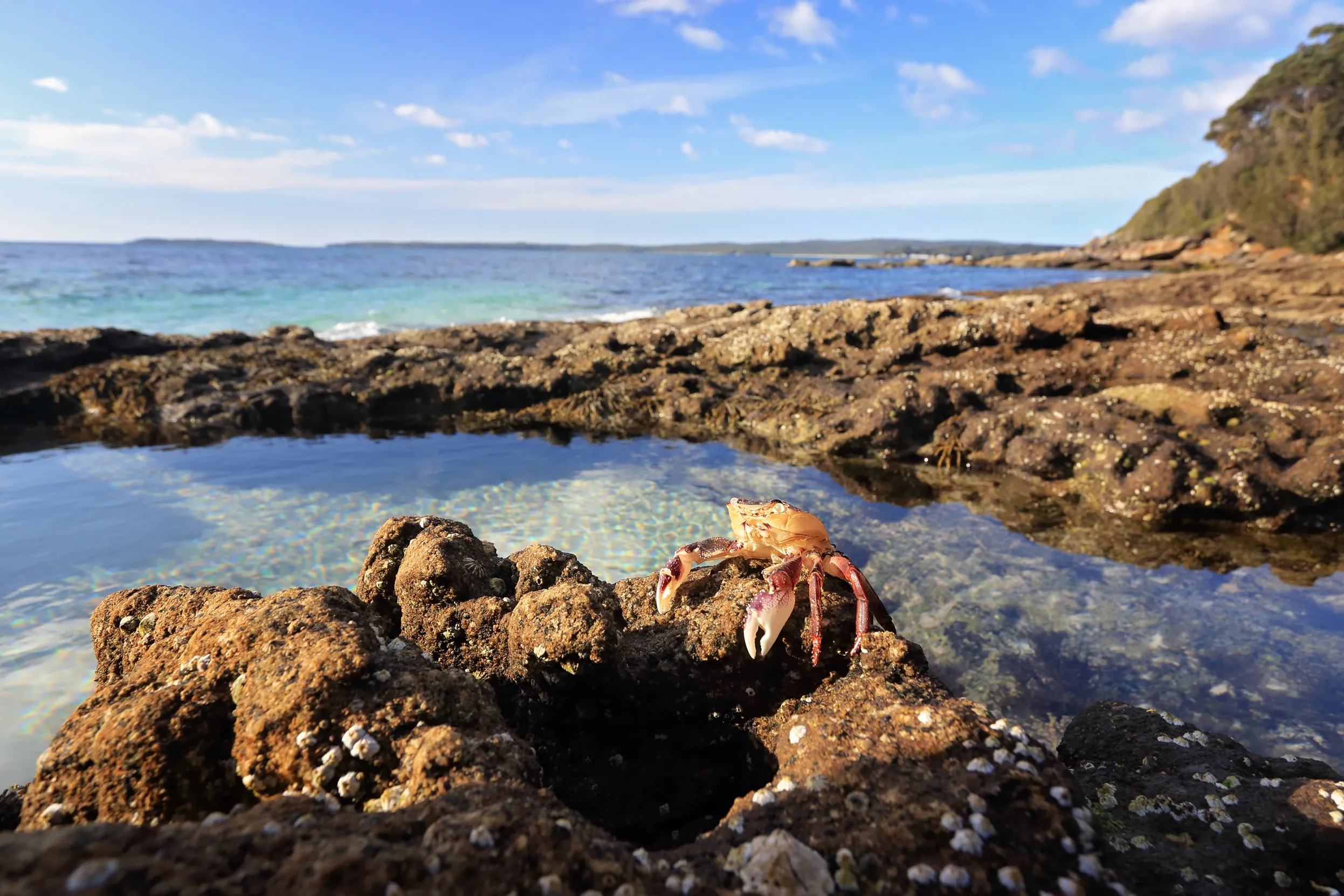 A pink and orange crab perched on a jagged brown rock, which extends down into a rockpool behind.