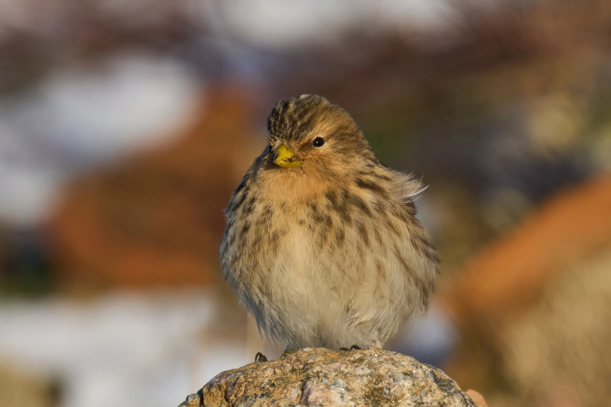 A lone Twite perched on a rock with a somewhat snowy background.